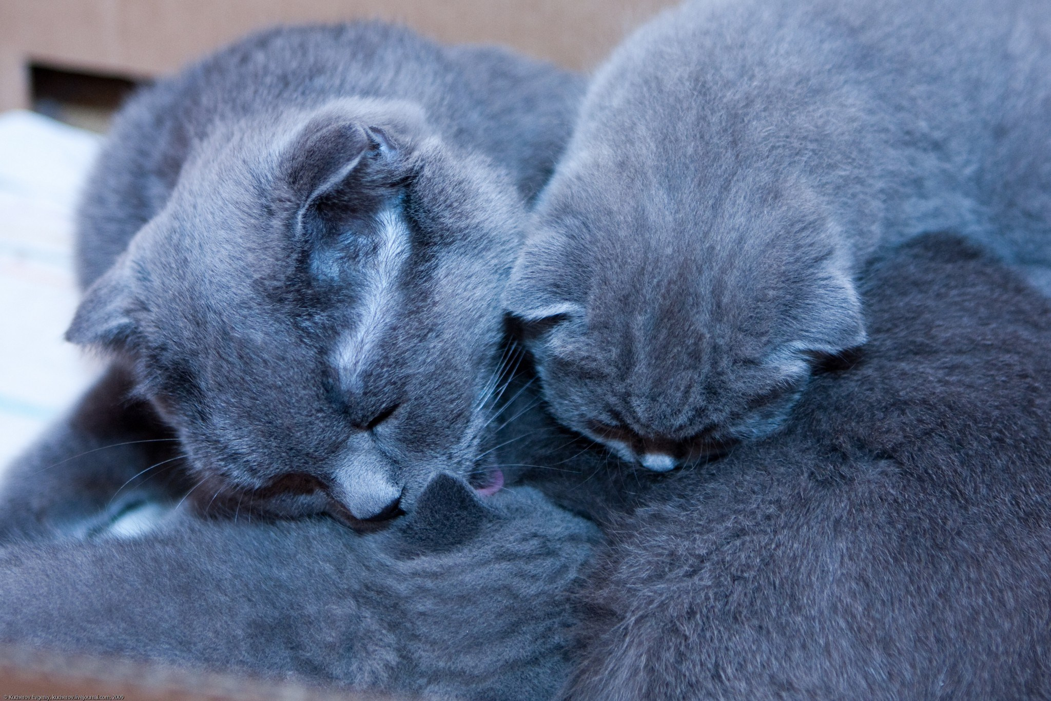 Котята. Кучеров Евгений. Фотограф