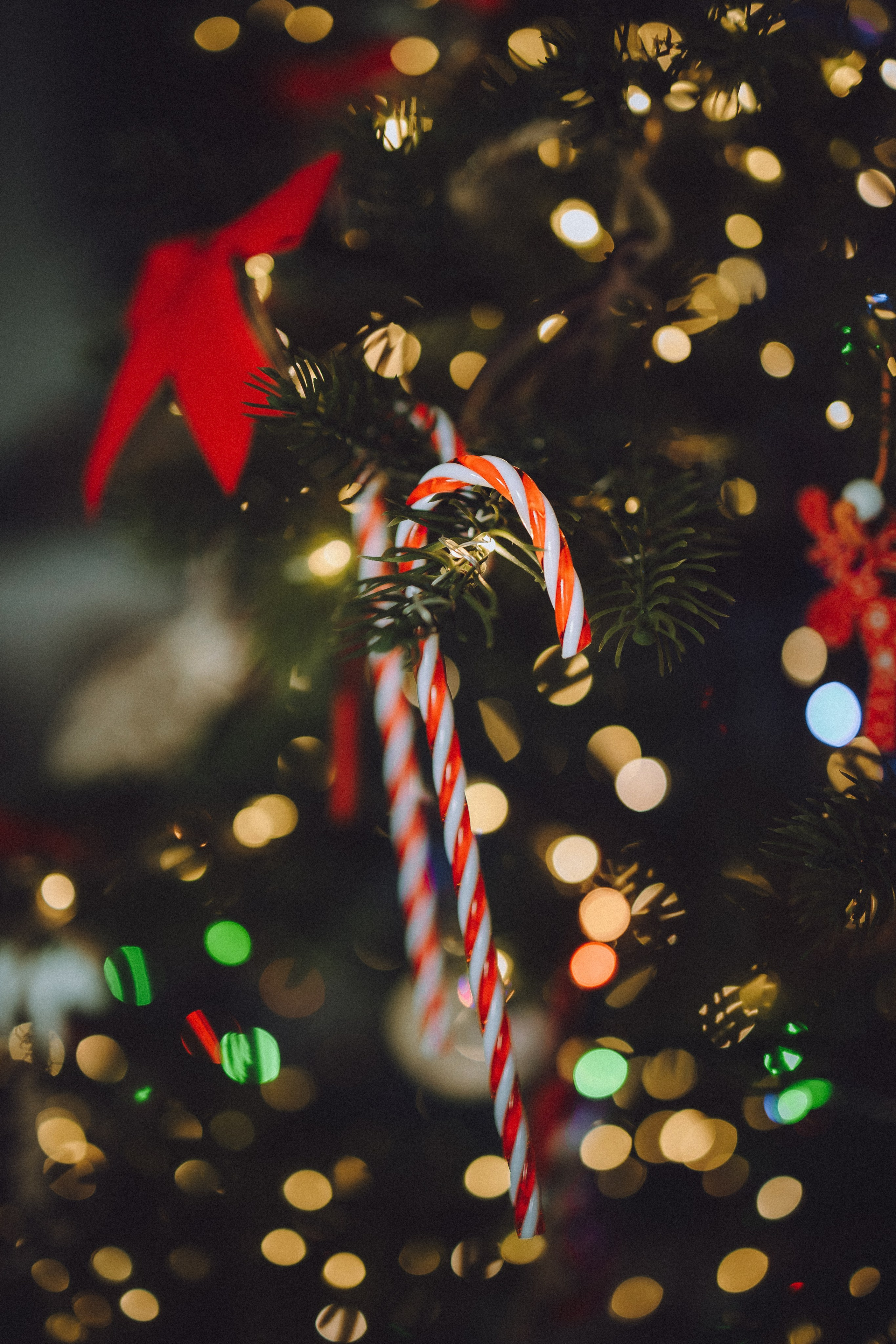 Топик и его семья