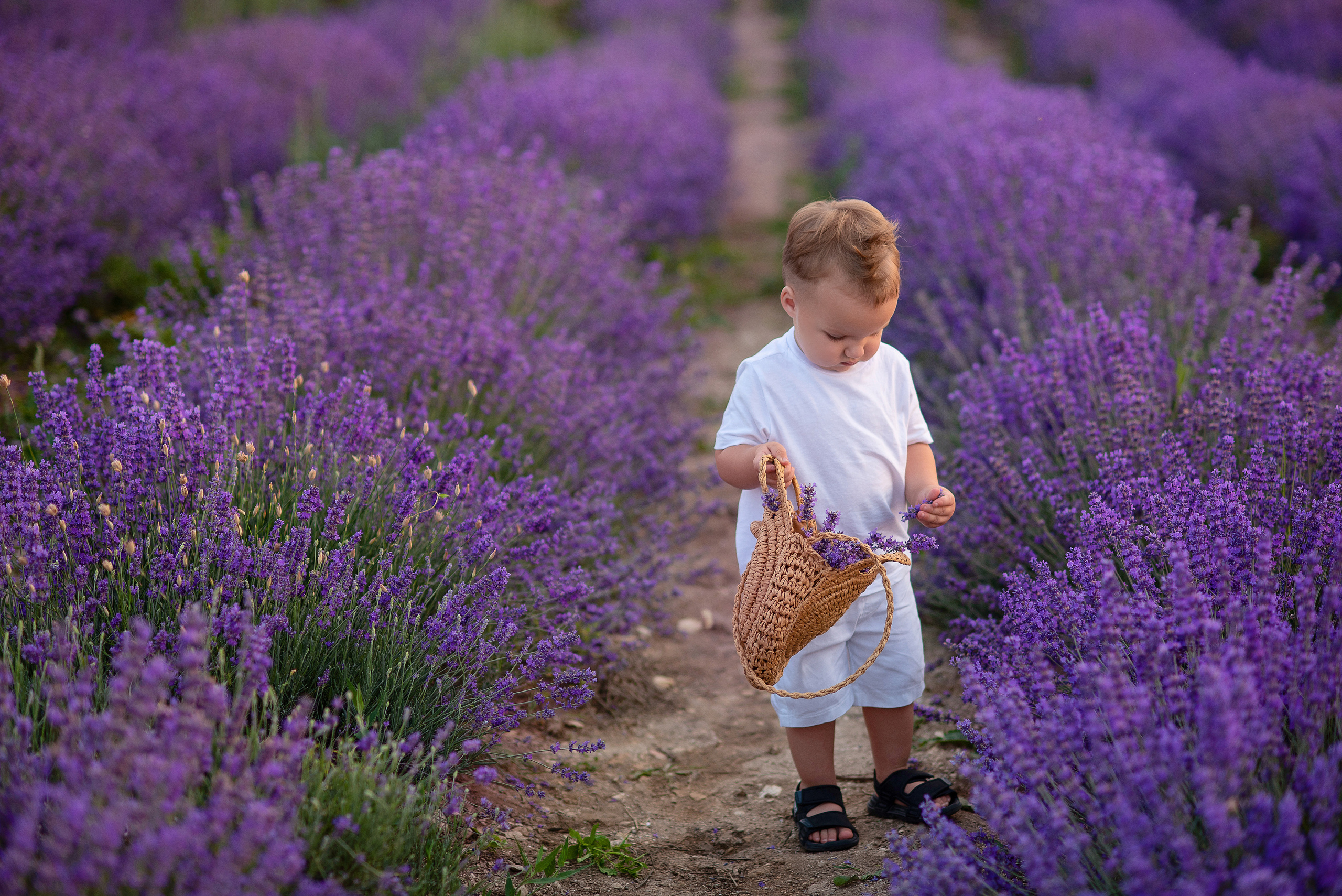 Фотосессия в лавандовом поле. Свадебный и семейный фотограф в Крыму Elena Gavrik