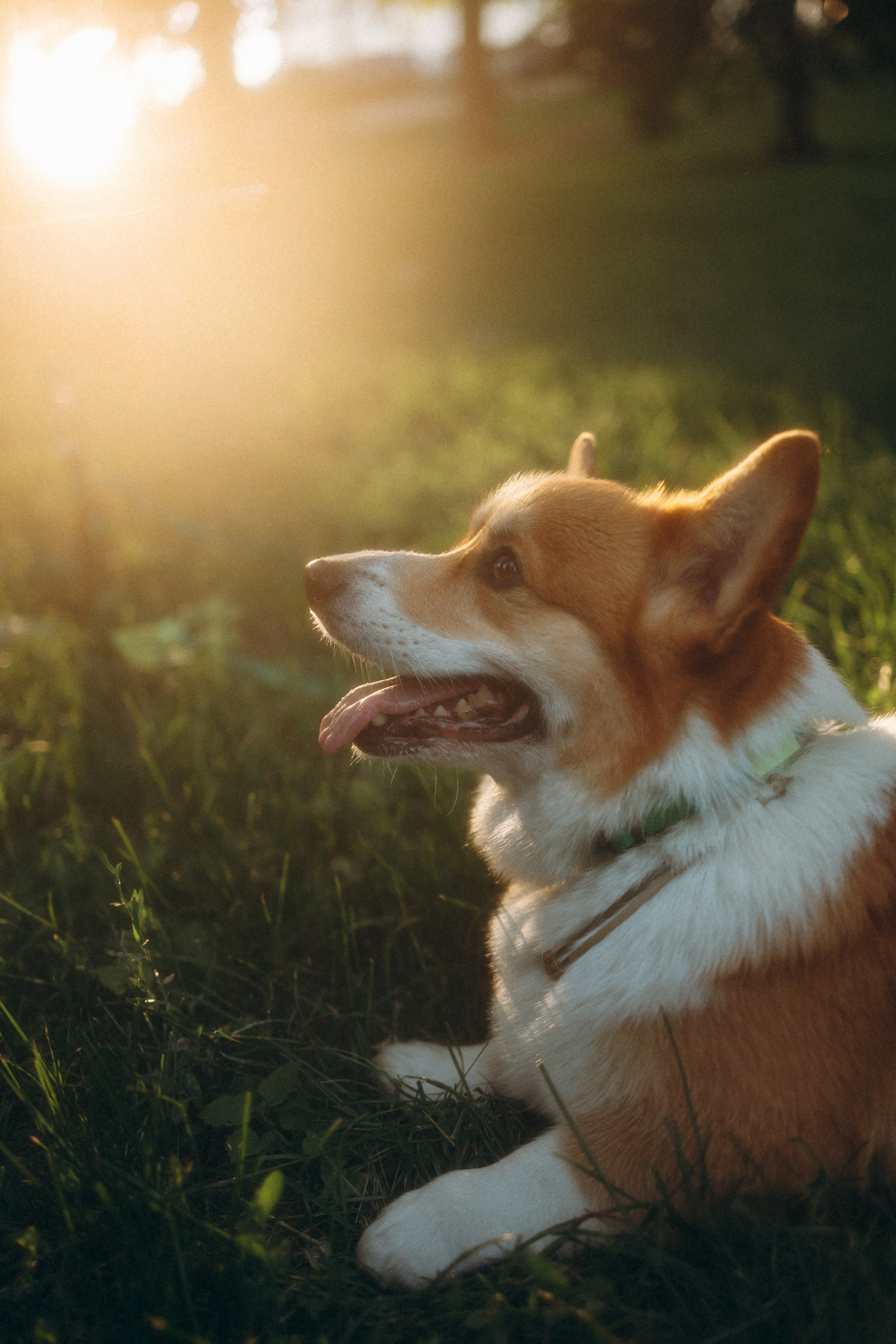 Момо, Люда и Эд. Фотограф анималист Анастасия Пикей