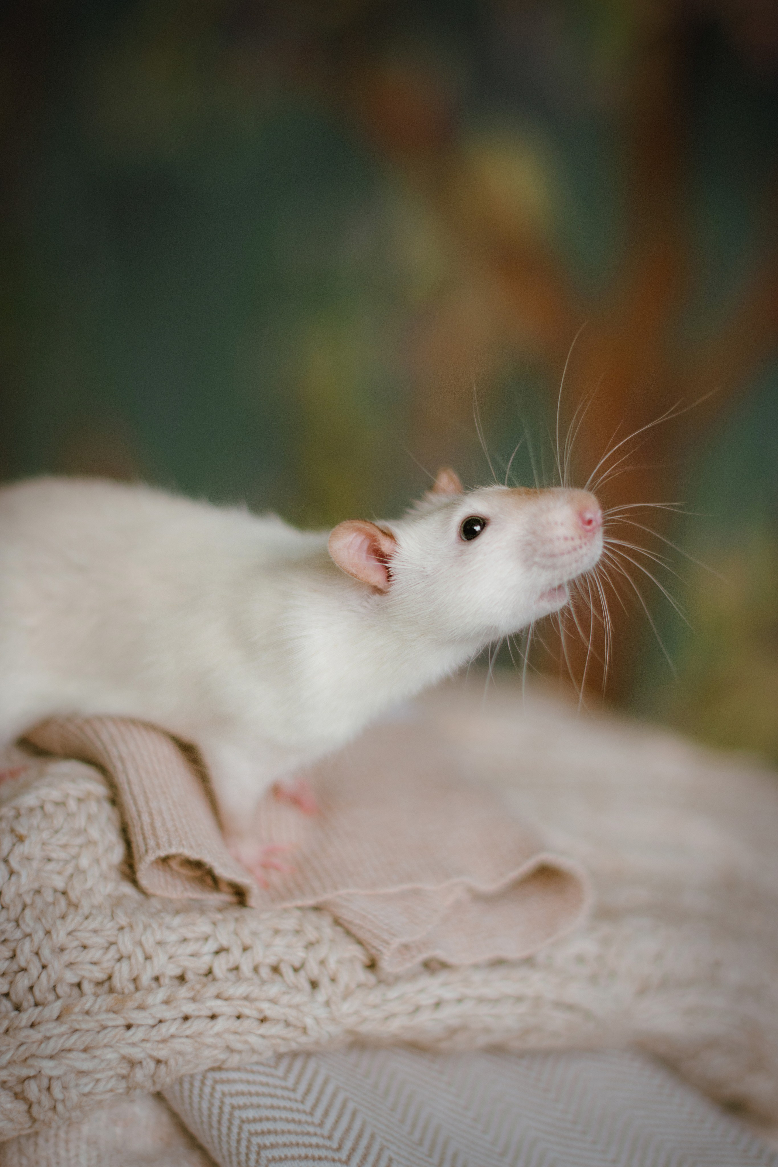 Домашняя фотосессия в Москве с животными. Фотограф собак, анималист в Москве Кира Яковлева