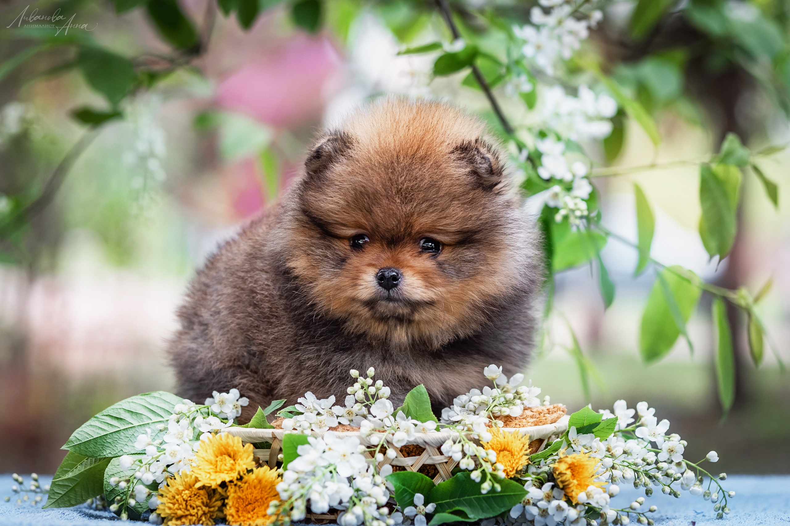Шпицы. Фотограф анималист Аня Ливанова | Рыбинск