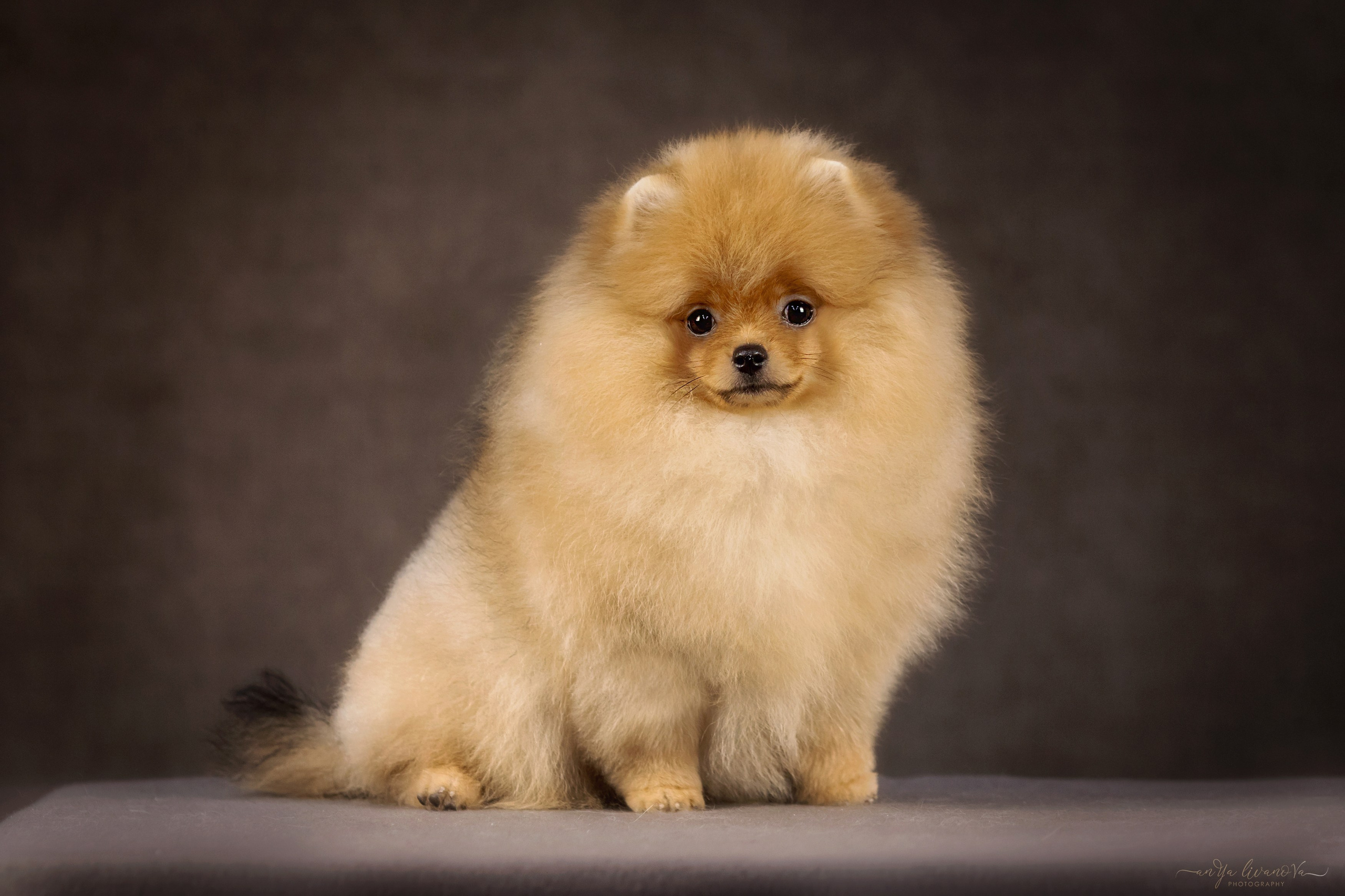 Шпицы. Фотограф анималист Аня Ливанова | Рыбинск