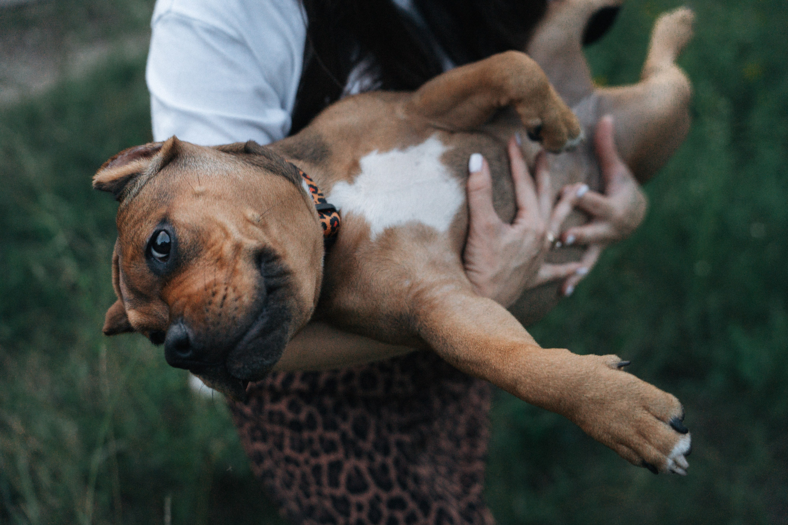 Кристина и Эфи. Фотограф анималист в Москве и Санкт-Петербурге Свиридова Анна