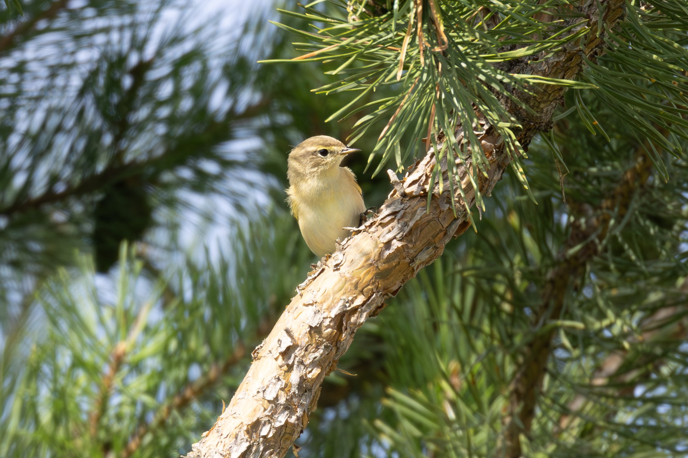 Птицы СНТ «Подлесье». Птицы парков г. Люберцы