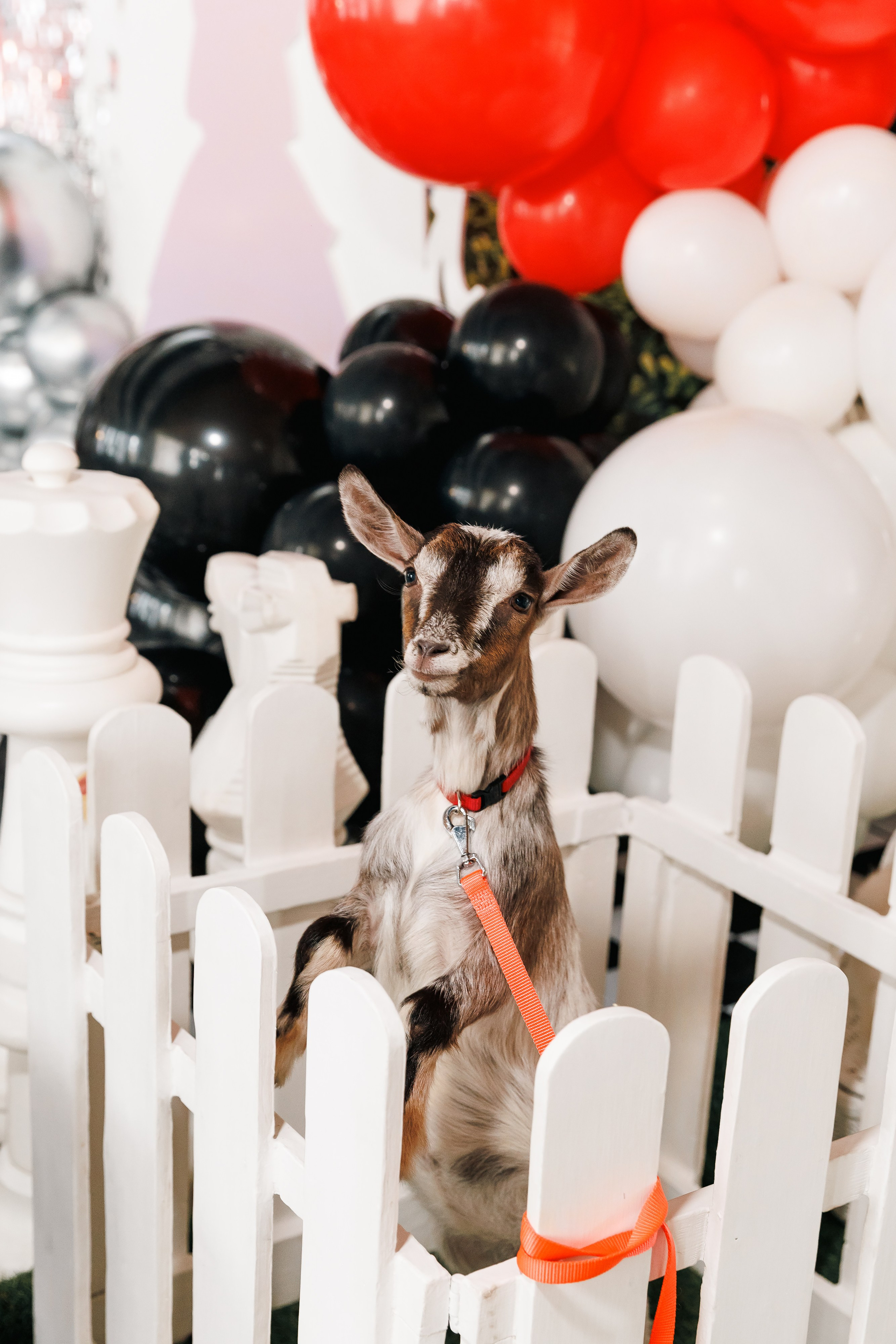 День Рождения Екатерины 7 лет