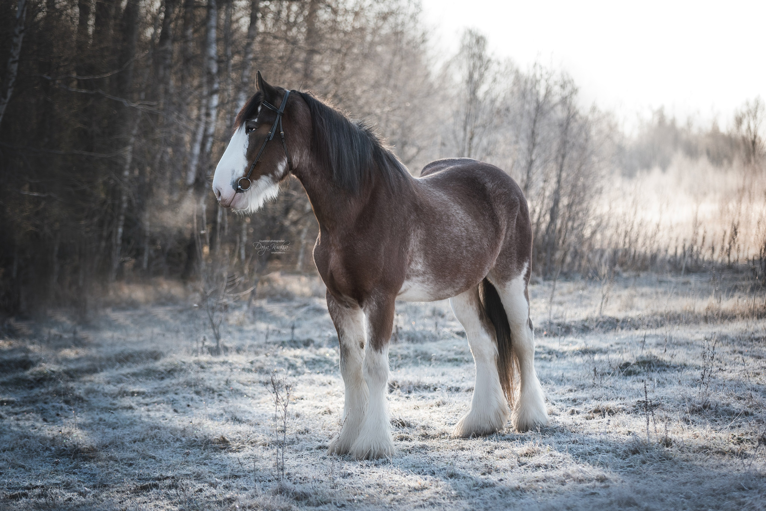 Komardins. Конный фотограф Куракина Дарья • Фотосессии с лошадьми