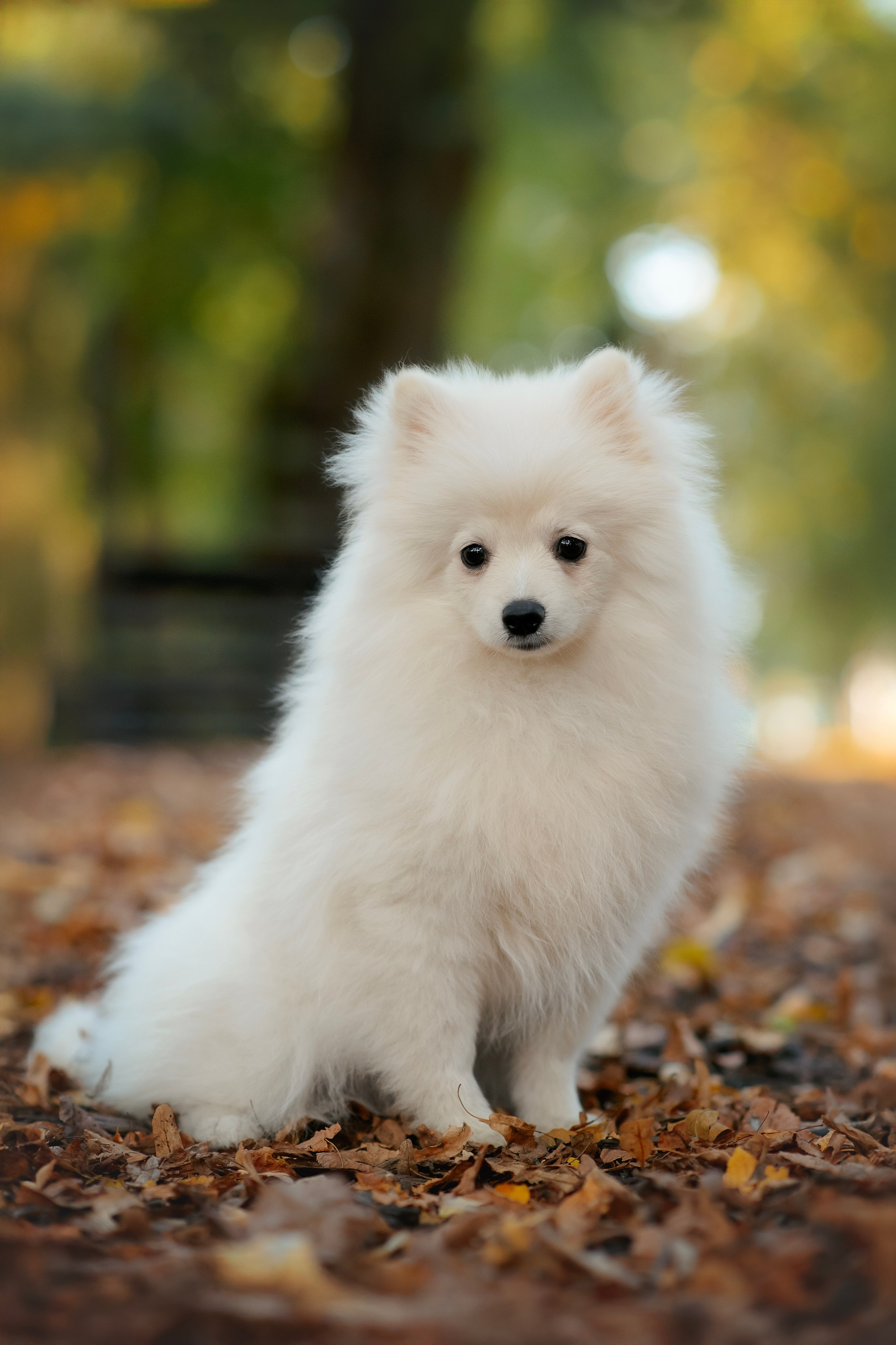 Малый немецкий шпиц — 18.09.2025. Фотограф — Анималист | Анна Абрамова