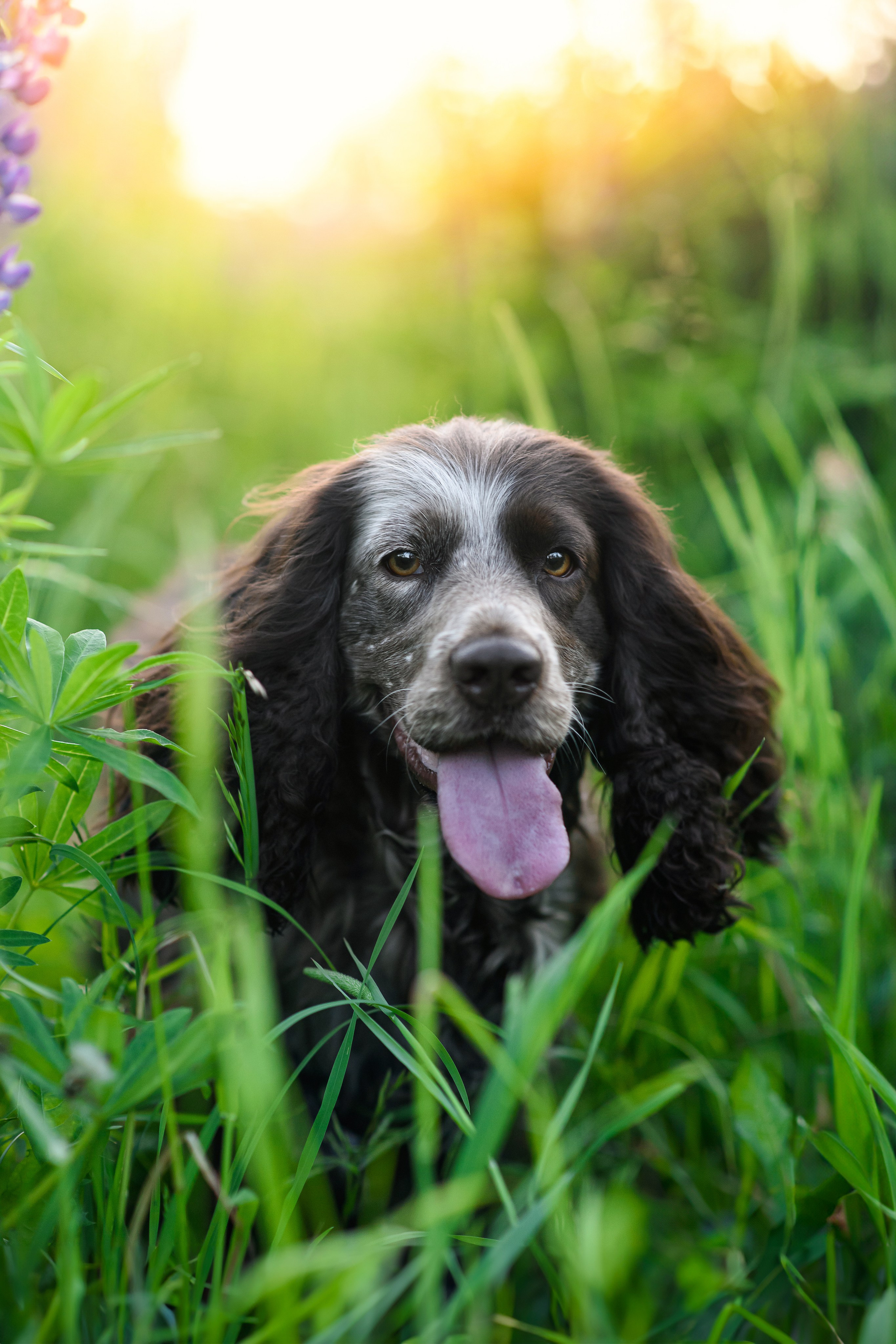 Света и Рей — 09.06.2024. Фотограф — Анималист | Анна Абрамова