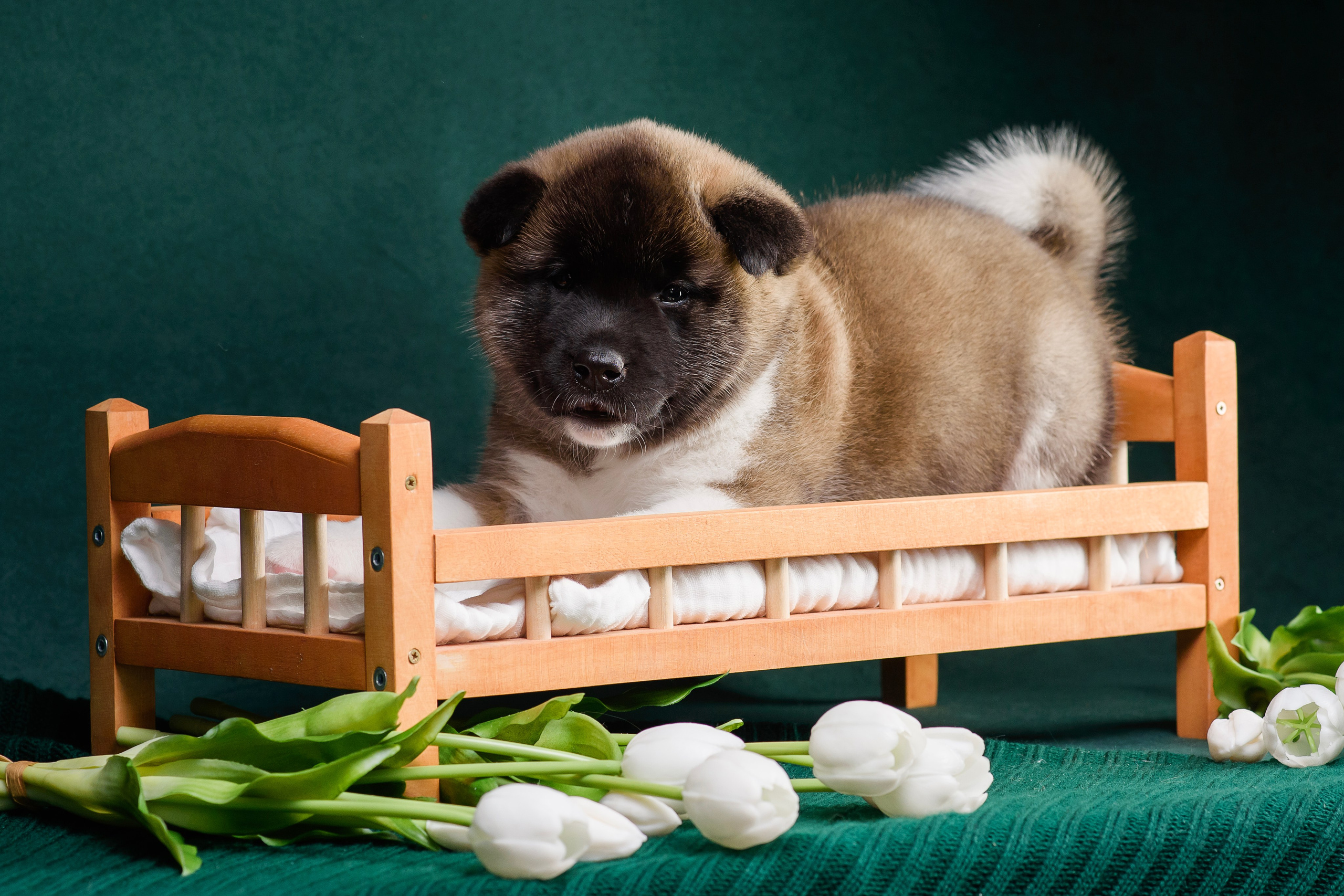 Щенки Американской Акиты. Фотограф — Анималист | Анна Абрамова