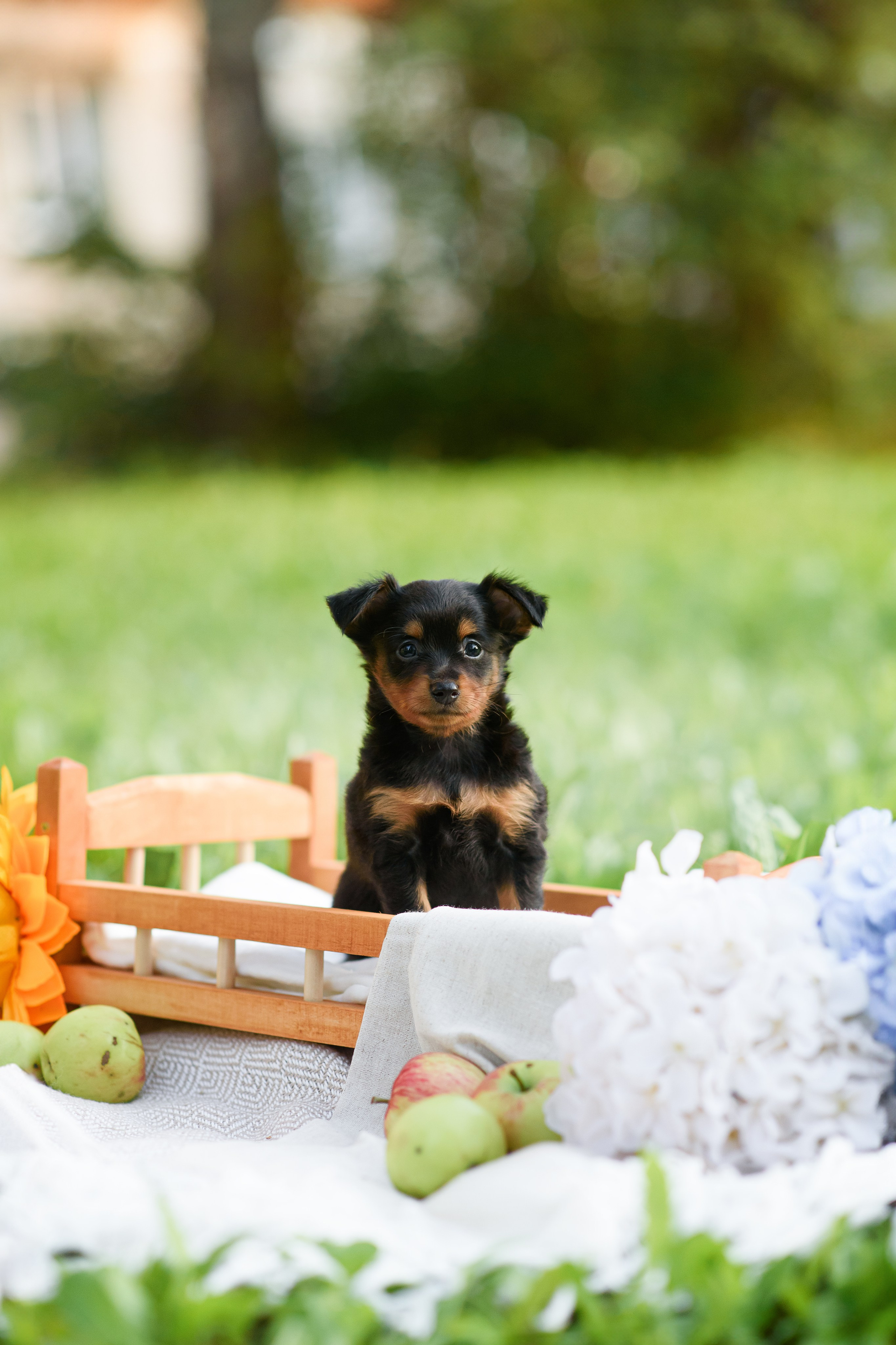 Щенки Пражских крысариков — 03.08.2024. Фотограф — Анималист | Анна Абрамова