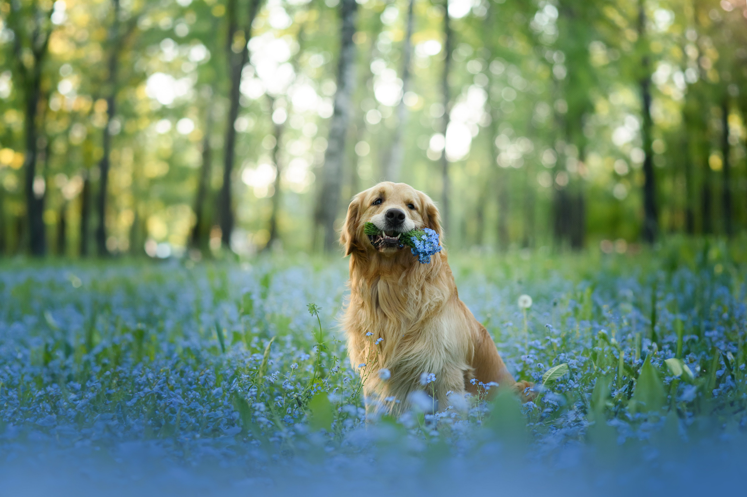 Степа, Йоки и Мята — 29.05.2024. Фотограф — Анималист | Анна Абрамова