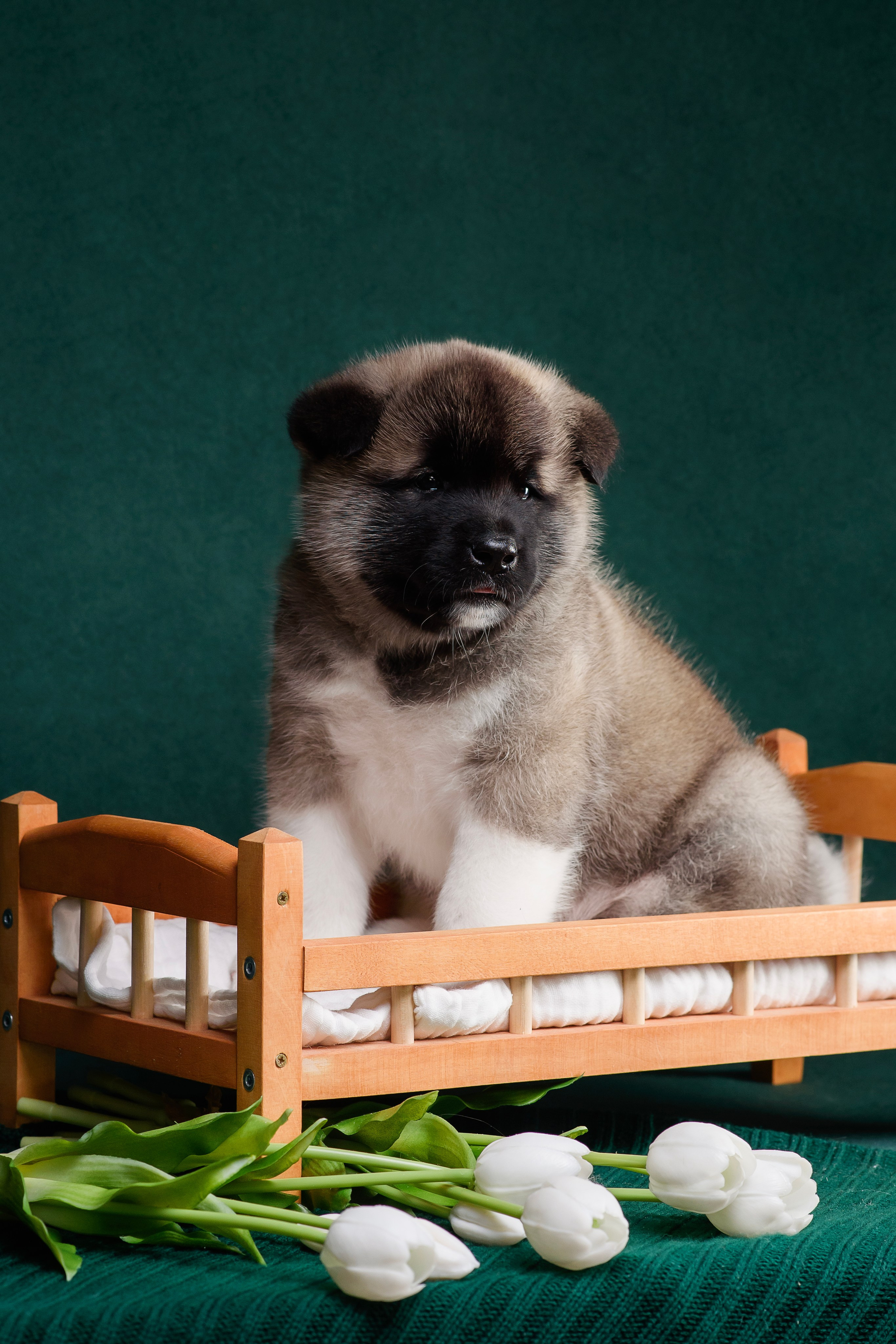 Щенки Американской Акиты. Фотограф — Анималист | Анна Абрамова