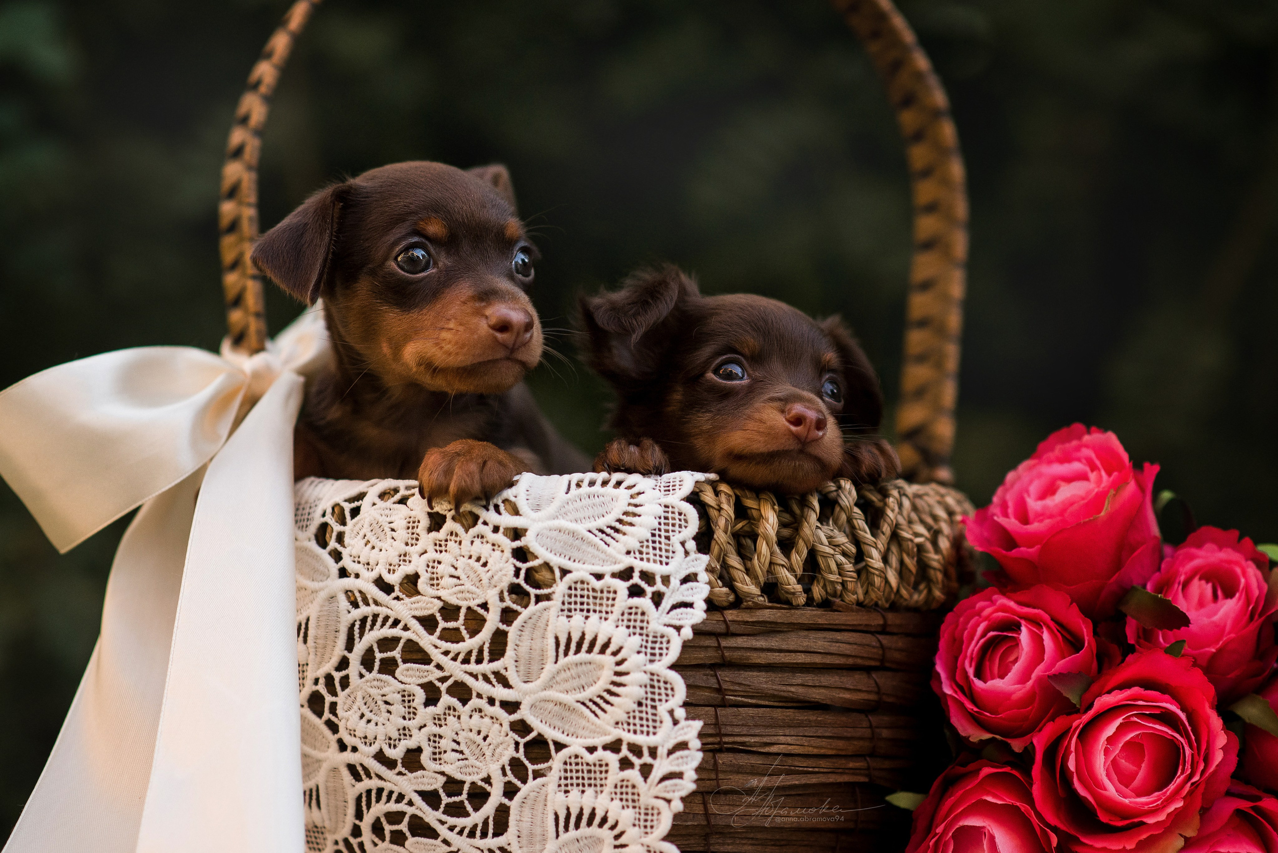 Щенки пражских крысариков — 06.08.2023. Фотограф — Анималист | Анна Абрамова