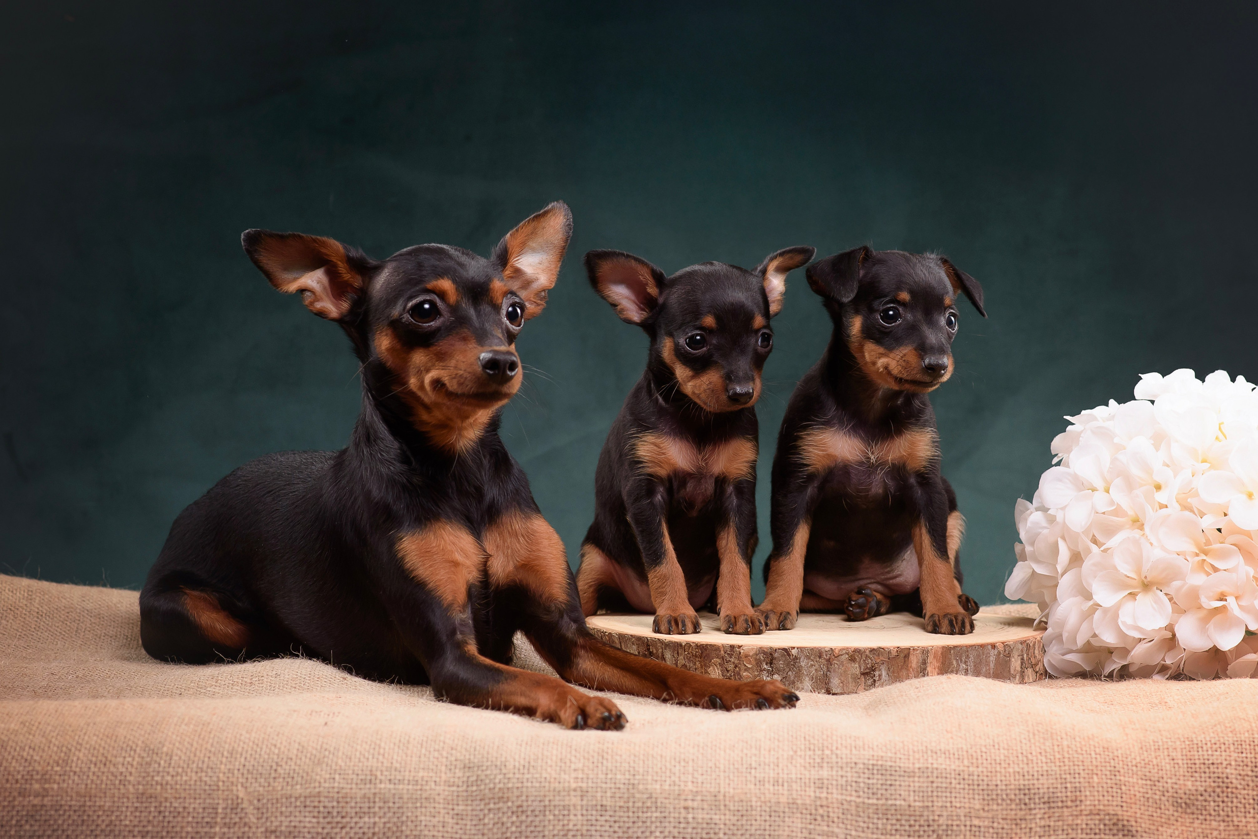 Щенки Пражского крысарика — 19.10.2025. Фотограф — Анималист | Анна Абрамова