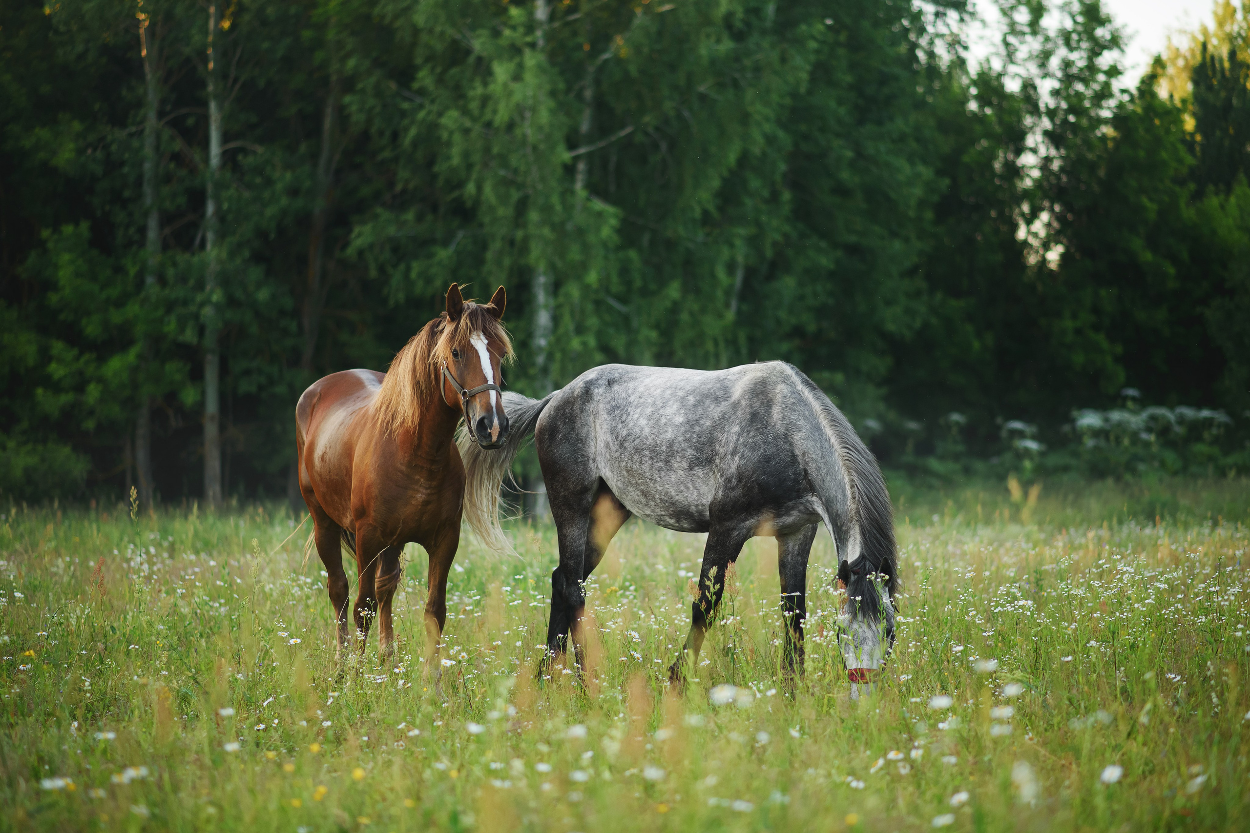 Дакар и Рамина — 29.06.2024. Фотограф — Анималист | Анна Абрамова