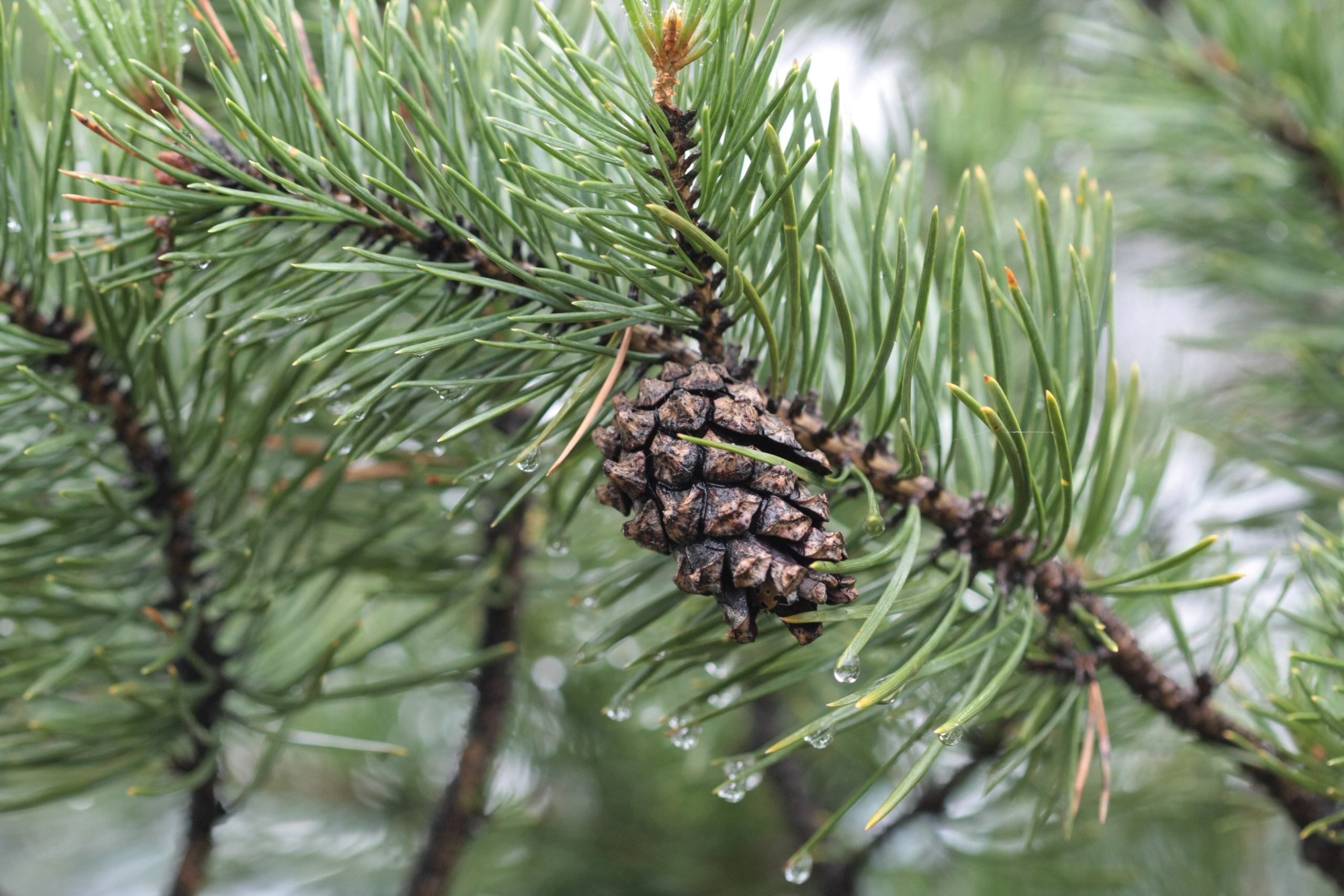 Фото Природы Забайкалья. Студия Максима Белослюдцева