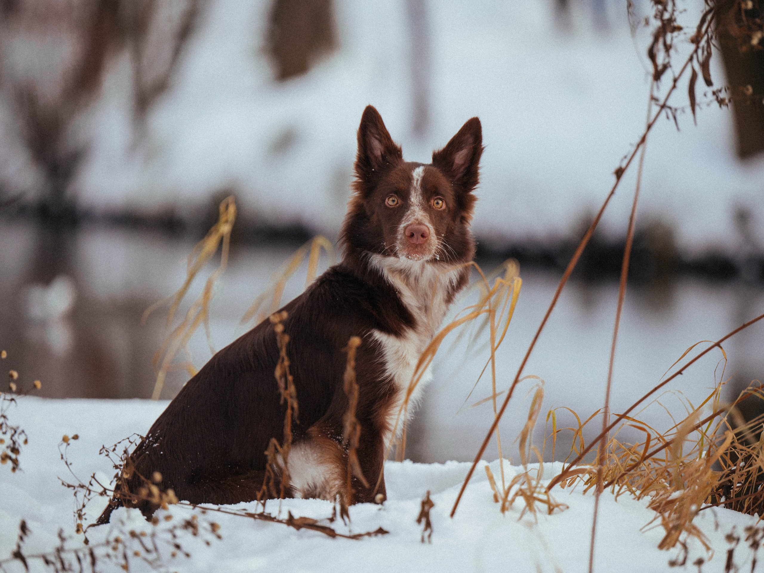 Даша и Мика. Семейный фотограф анималист Ананьева Мария — Москва