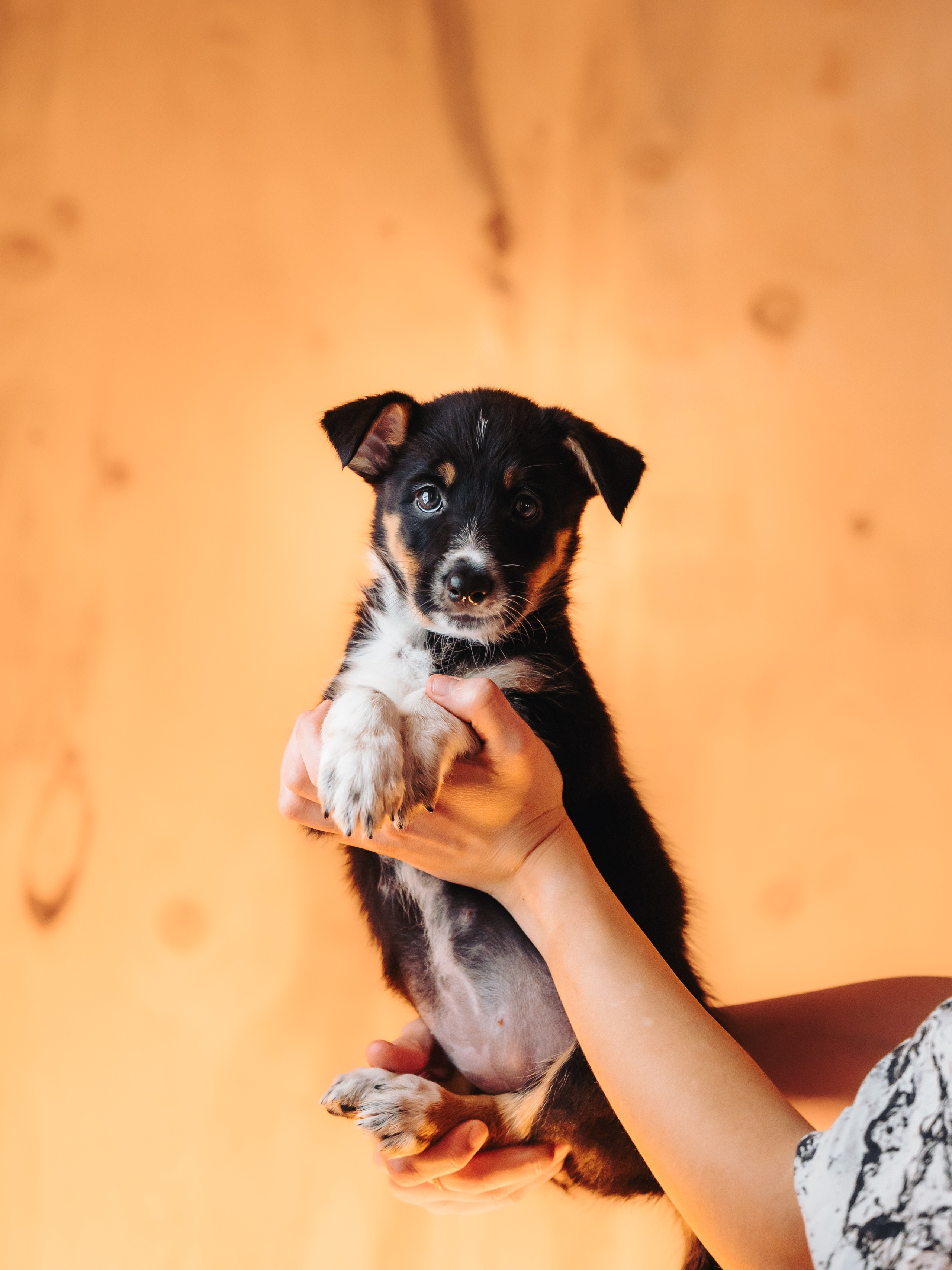 Бордер колли. Семейный фотограф анималист Ананьева Мария — Москва