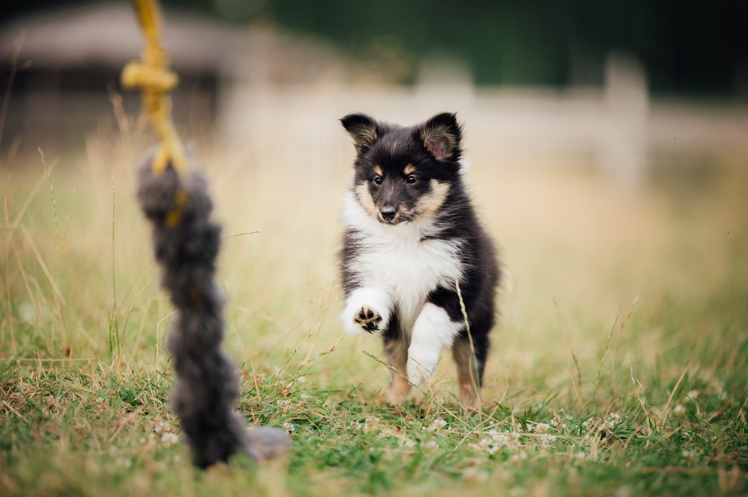 Шелти. Семейный фотограф анималист Ананьева Мария — Москва