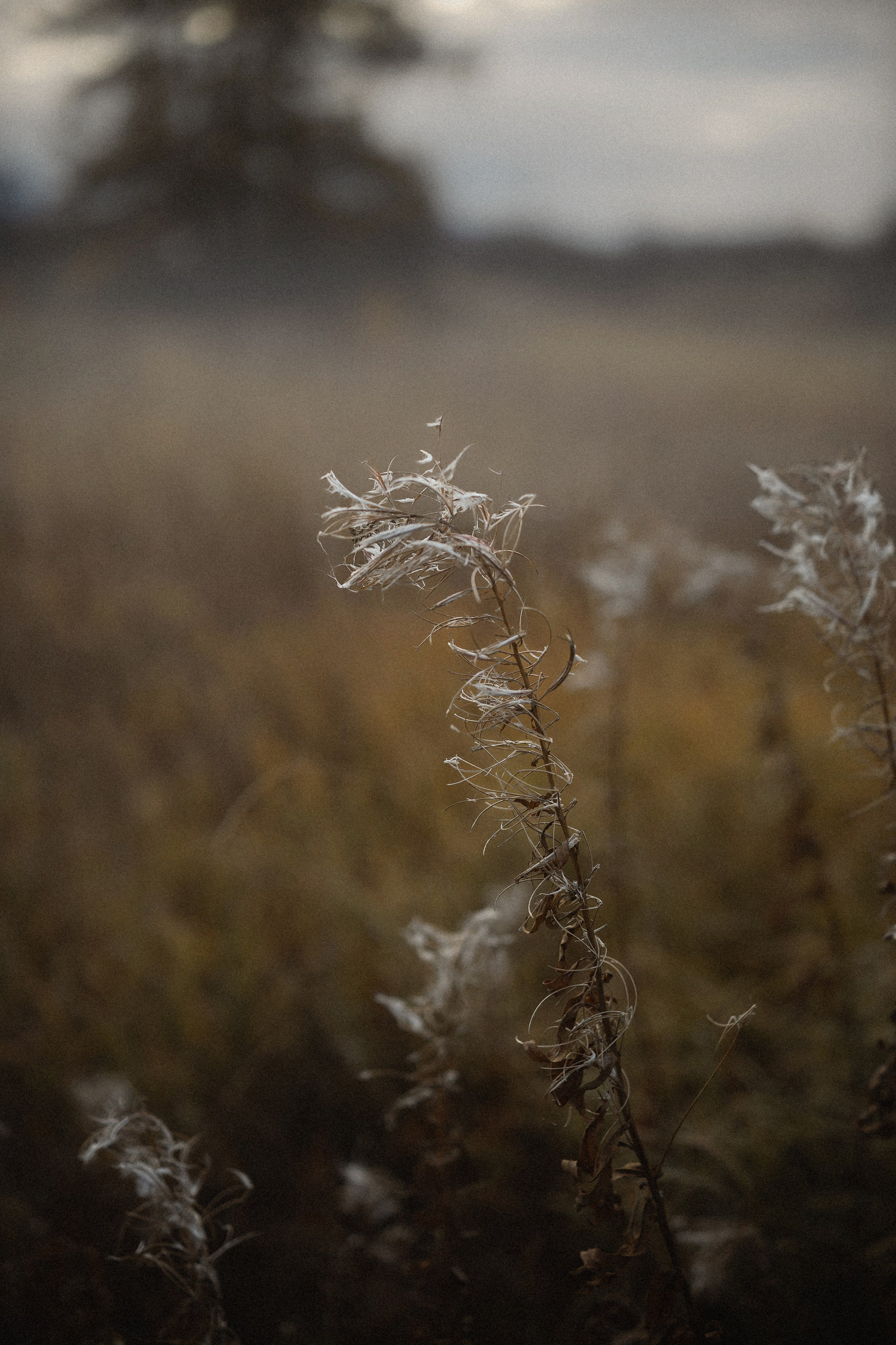 На заре. Портретный, семейный и свадебный фотограф в Нарьян-Маре