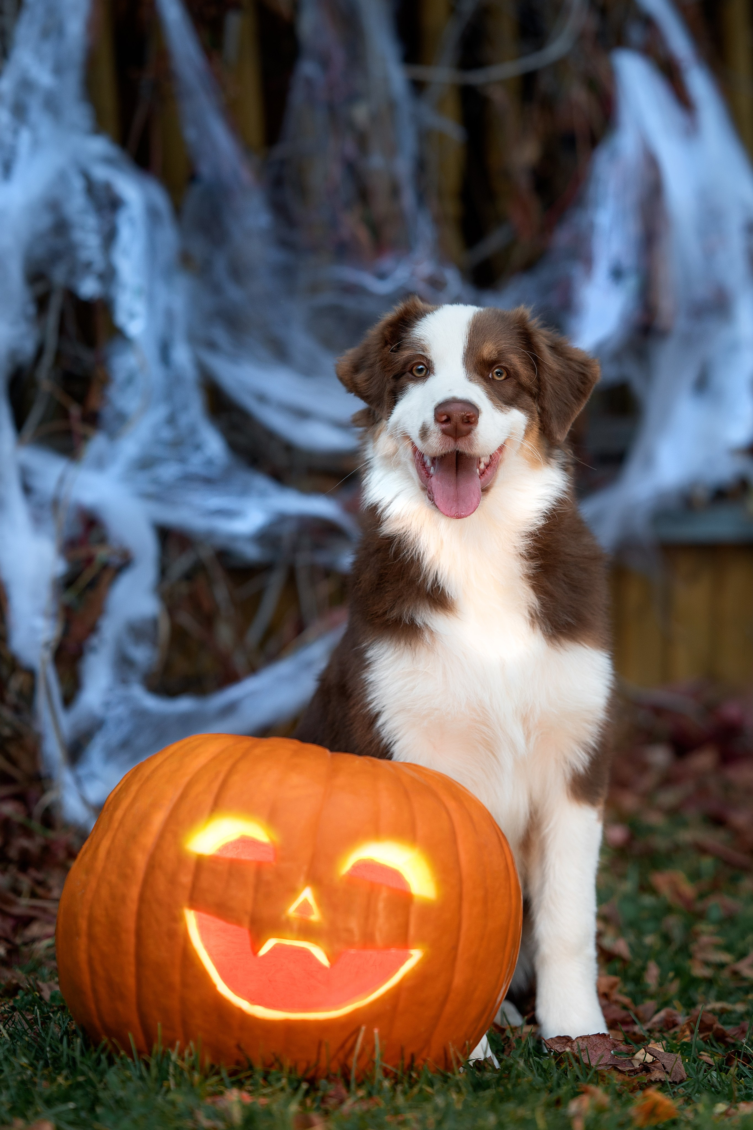 Halloween. Творческий фотограф Вологда