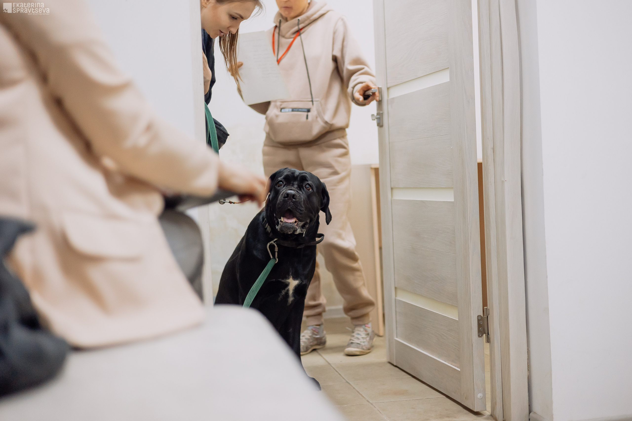 Праздник NoseWork. Фотограф Анималист Екатерина Справцева в Нижнем Новгороде