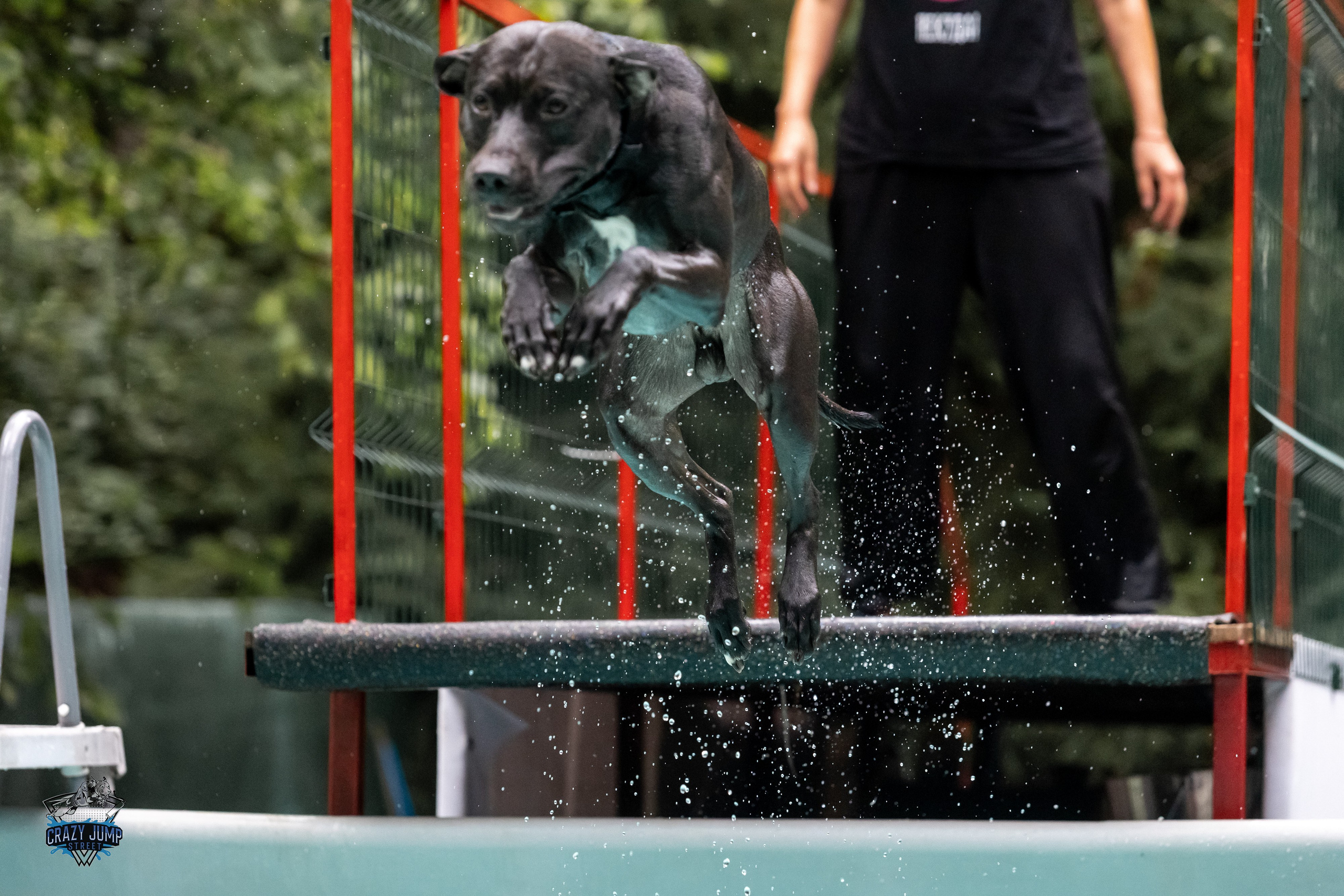 Собаки, спорт, Док дайвинг. Свадебный и репортажный фотограф в Москве и Московской области