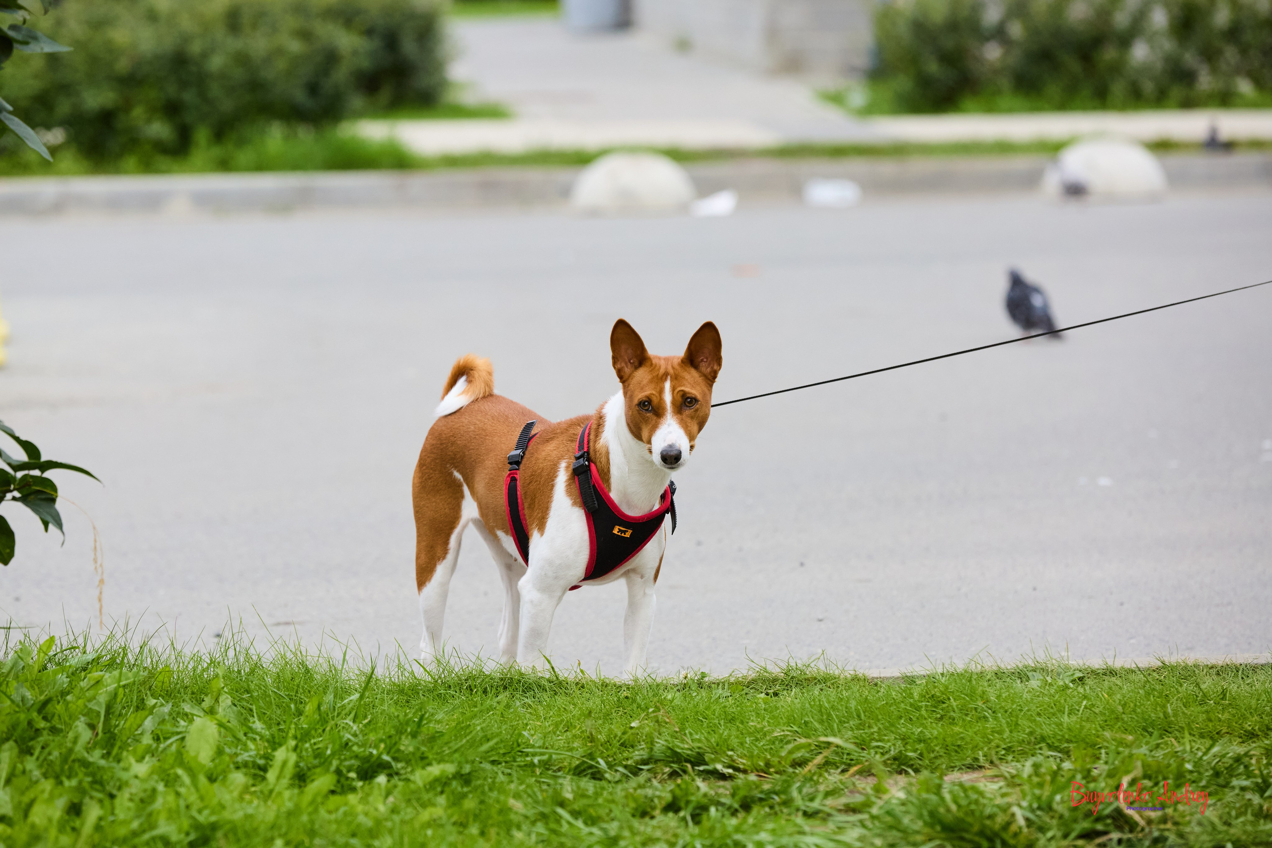 Проект фотопрогулка с хвостиком. Buyvolenko Andrey