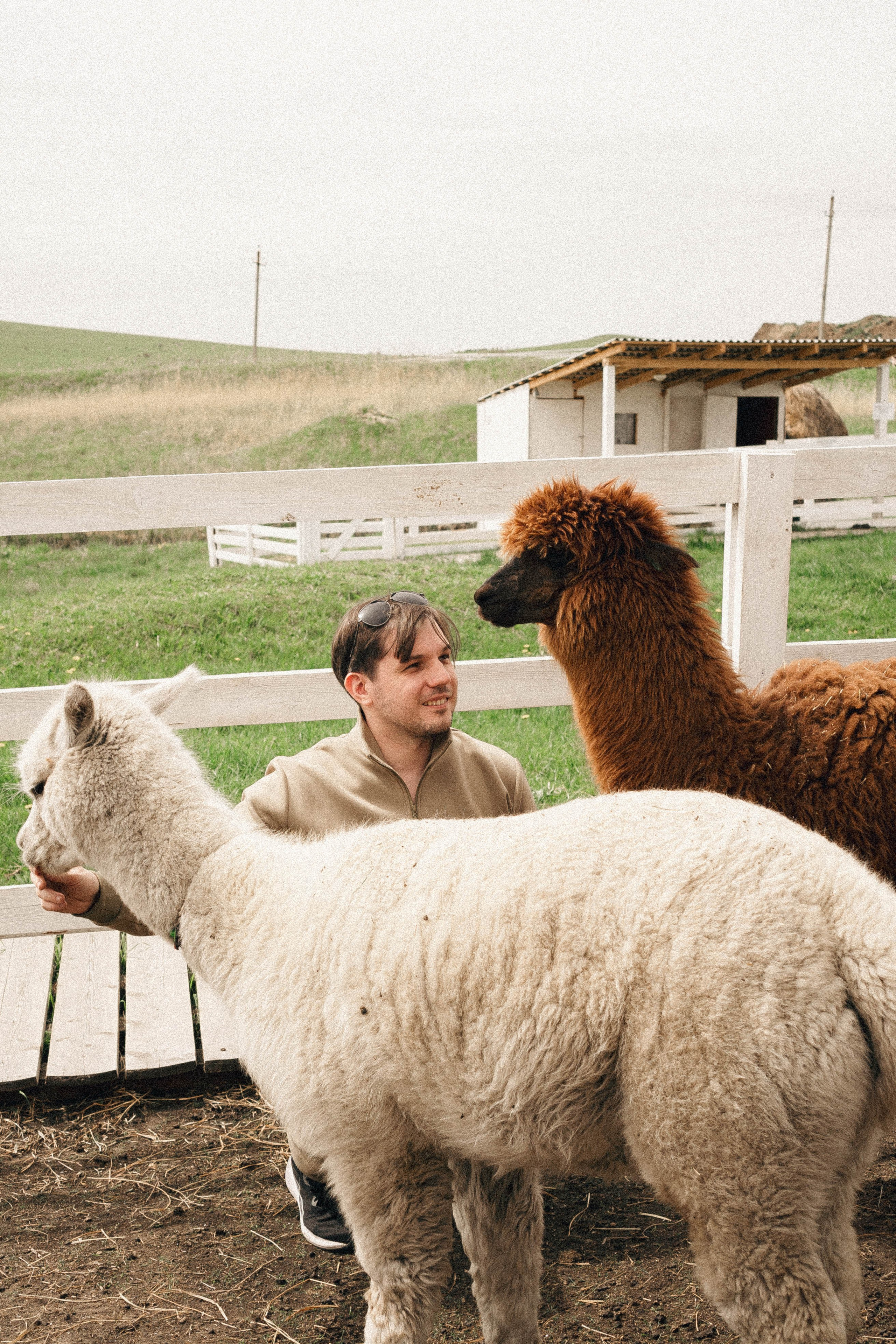 Ферма Альпак. Профессиональный фотограф, Санкт-Петербург — Виктория Богомолова