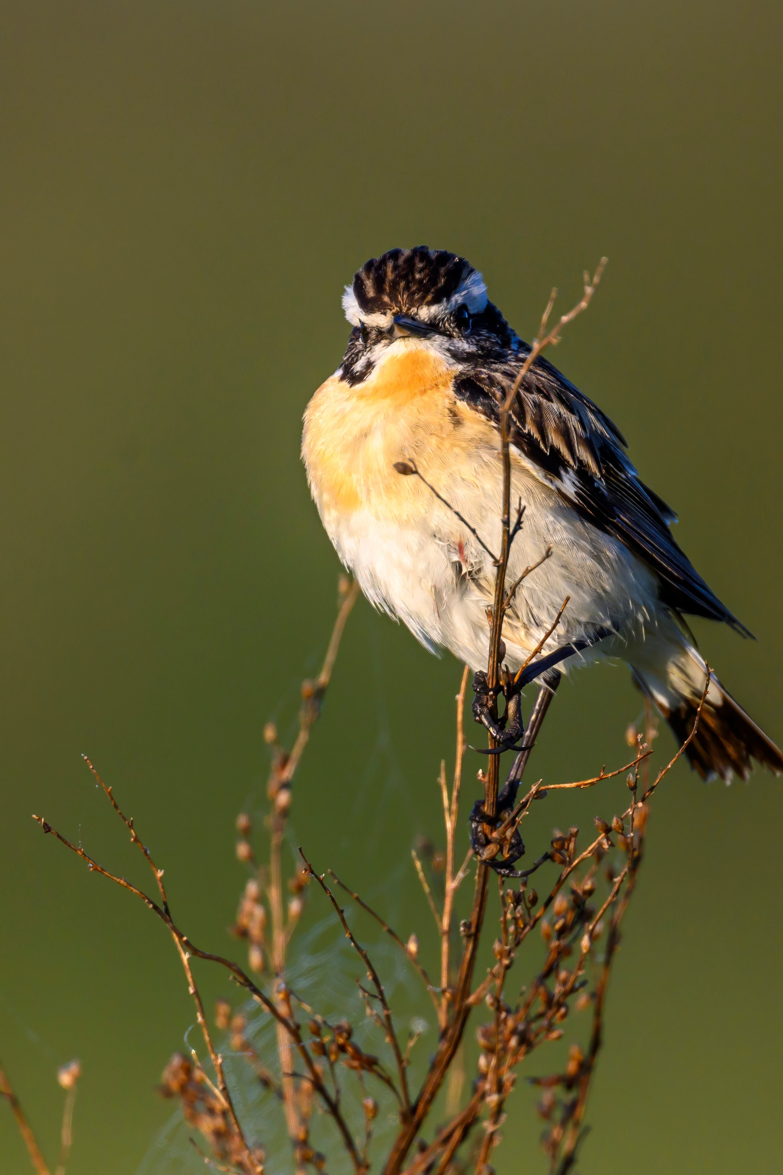 Совы и заяц. Фотограф Сергей Пупонин