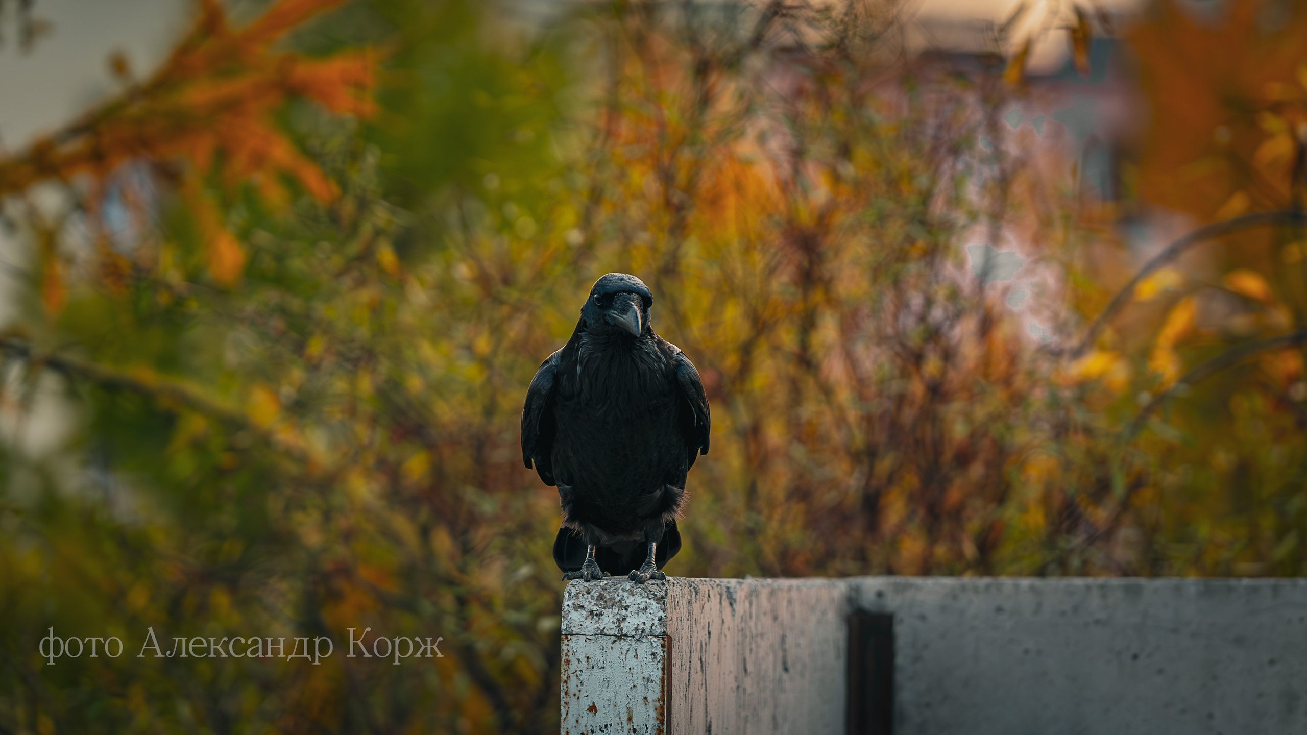 Золотая осень 2025. Айхал. Удачный. Мирный Якутия. Фотографии и видеосъемка, Айхал, Удачный, Якутия. Фотографии Айхал