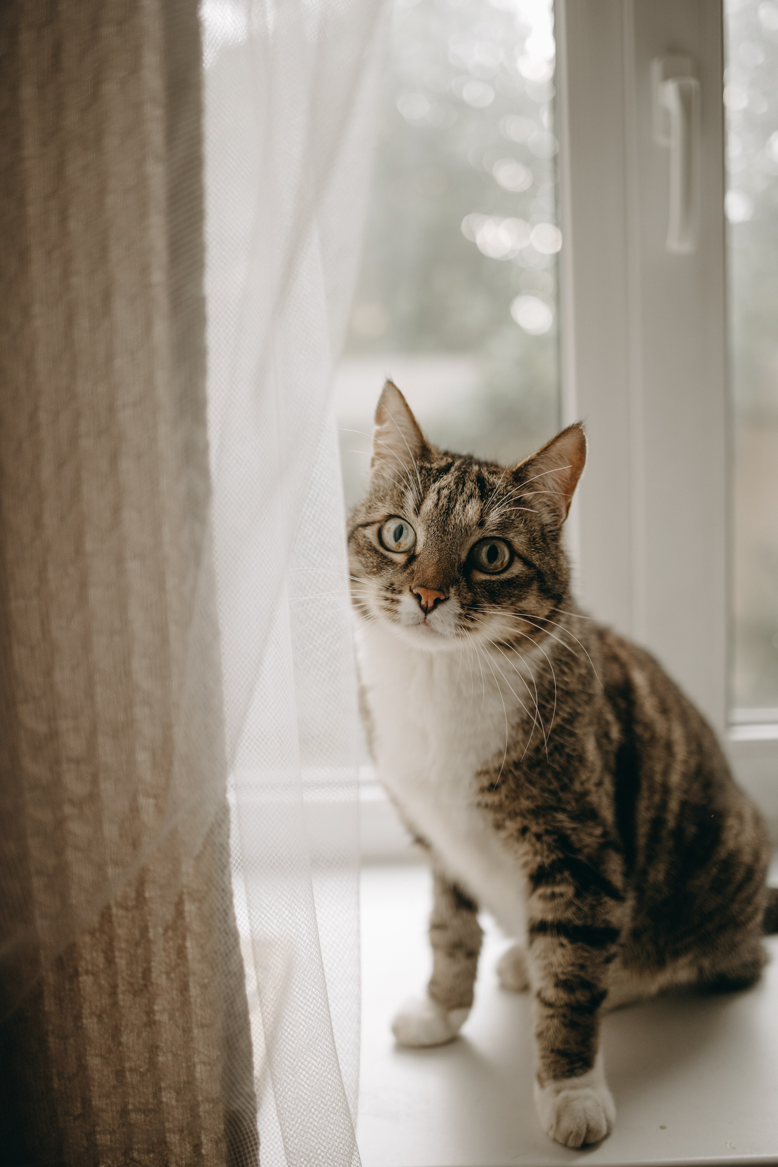 Софа и ее хвостики. Фотограф — Анималист | Санкт-Петербург