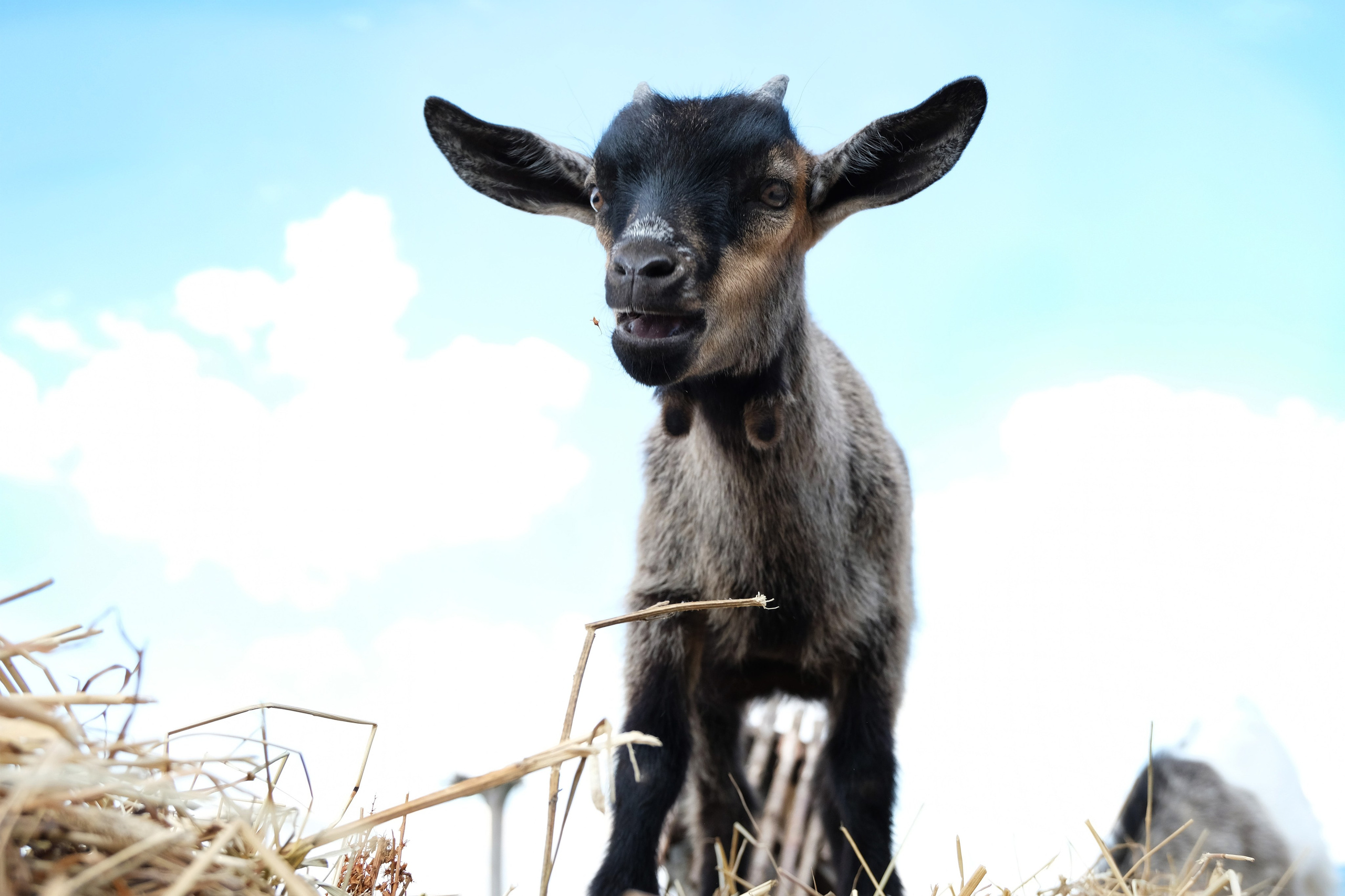 Животные и птицы. KRUTOVA_фотографирую жизнь