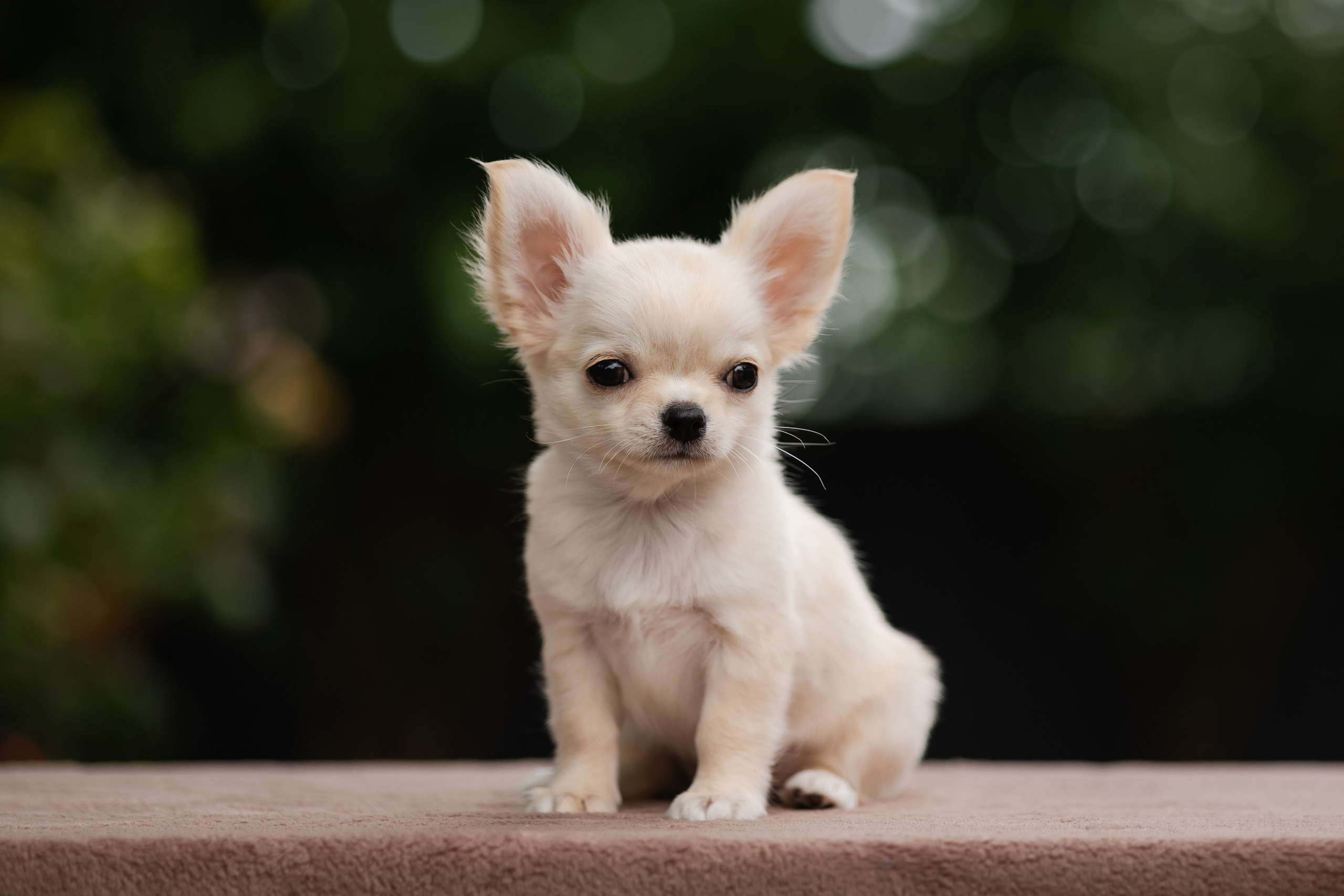 Арбузное утро. Фотограф-анималист в Краснодаре Маша Мельникова