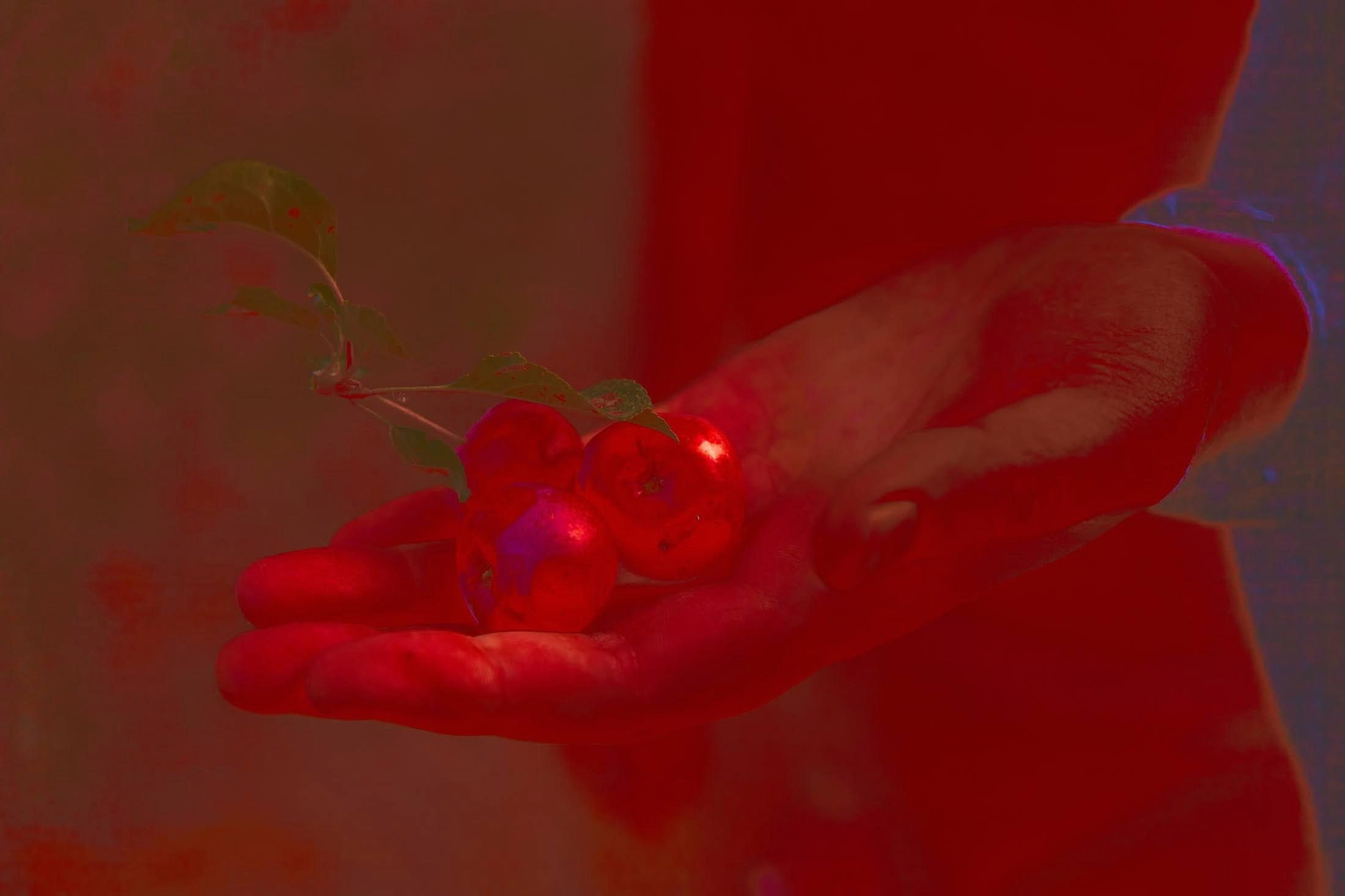 Яблоко. Катерина Малама арт-фотограф