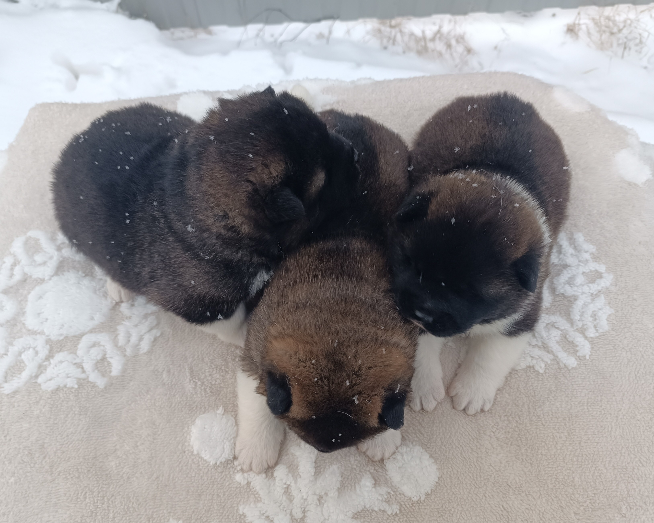 Американская акита  щенки питомник Санкт-Петербург клубные щенки Американская акита питомник RUBYLIGHT Рубилайт купить щенка американской акиты