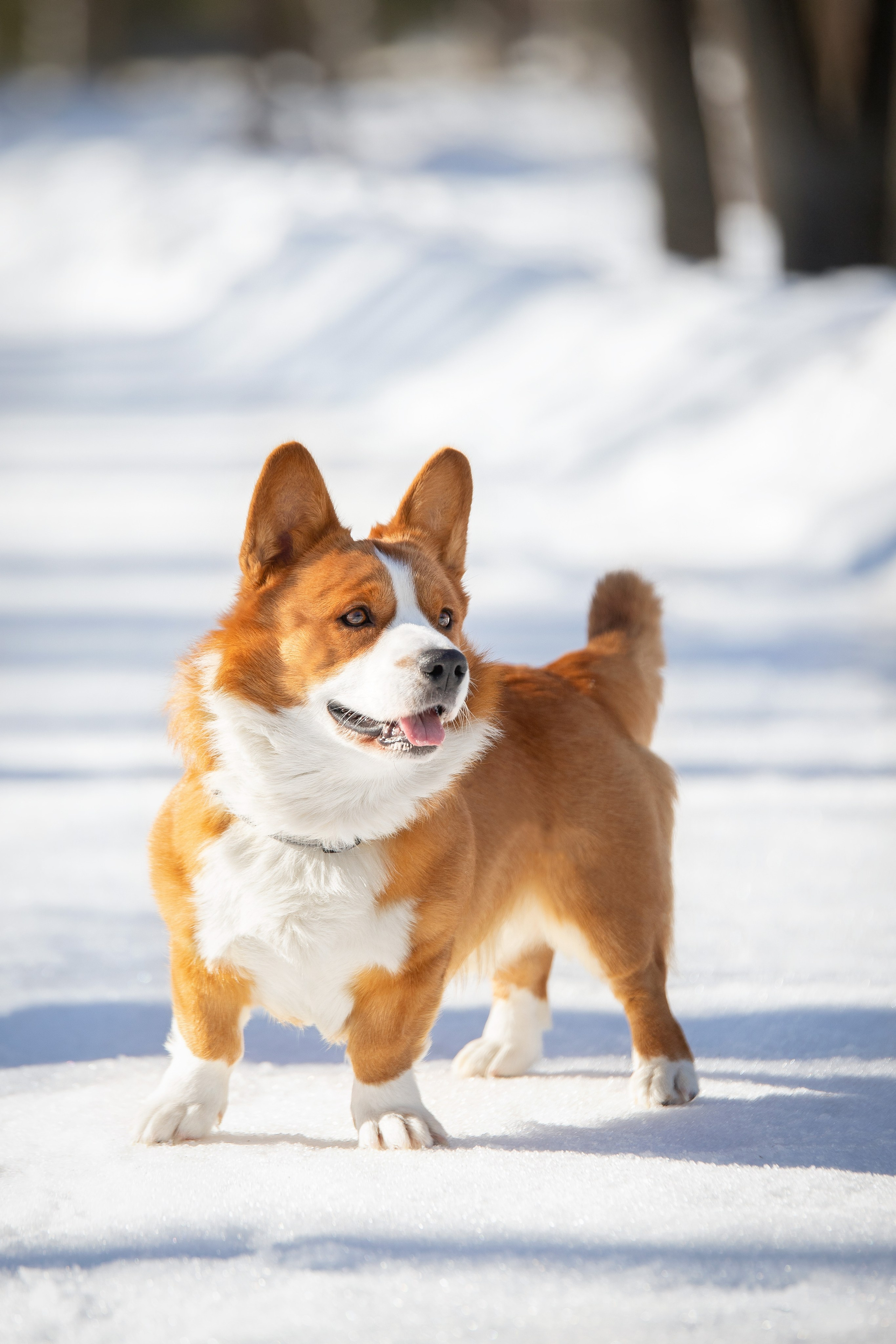 Лакки. Юлия Микульская. Рыбинск