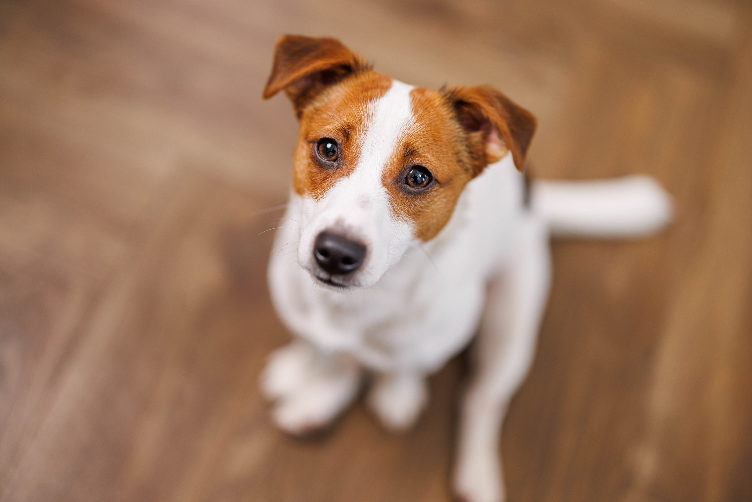 Животные. Фотограф Балаев Михаил