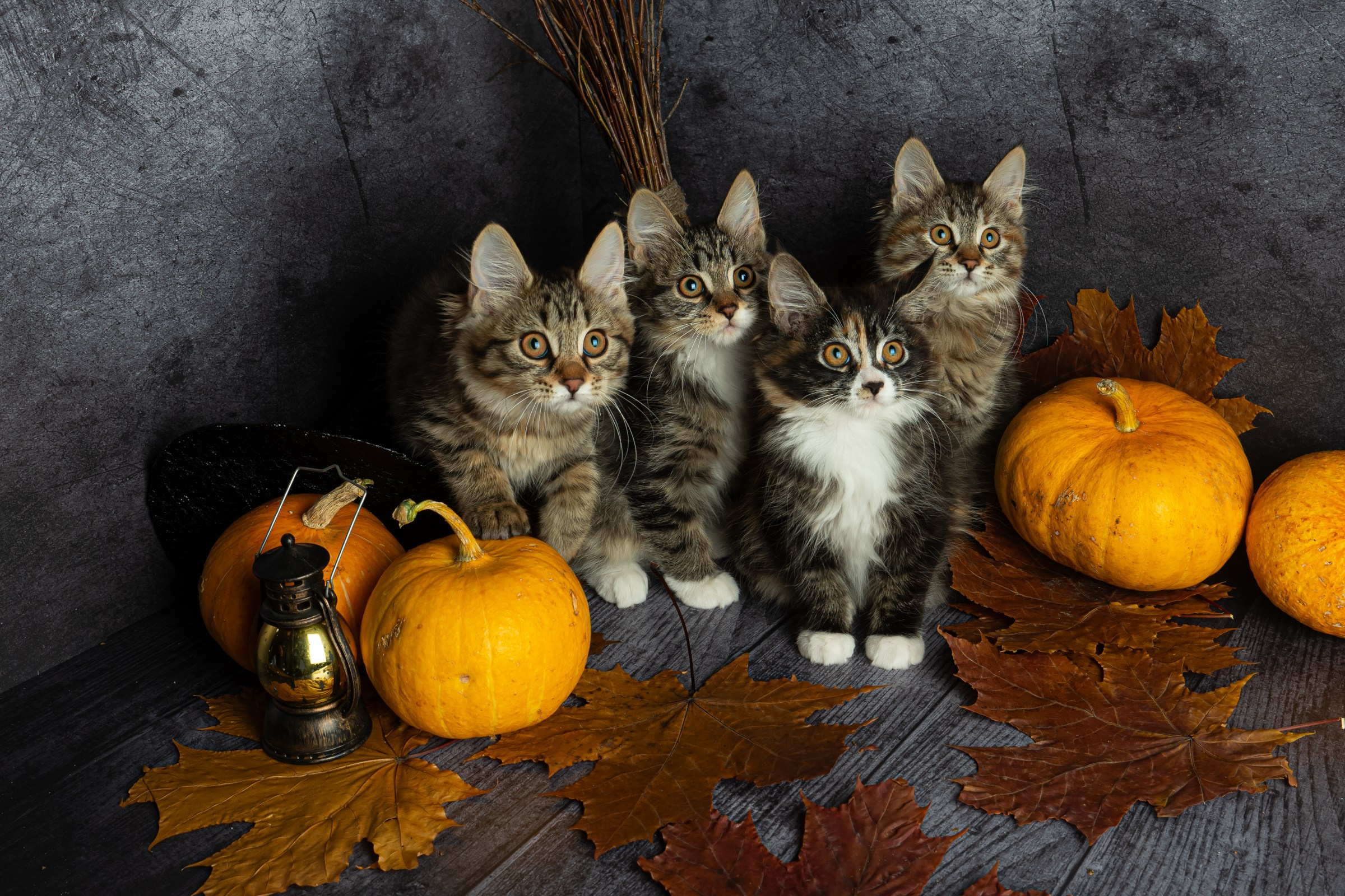 Курильский бобтейл. Фотограф на Камчатке Анна Моргачёва. Семейные и детские съёмки