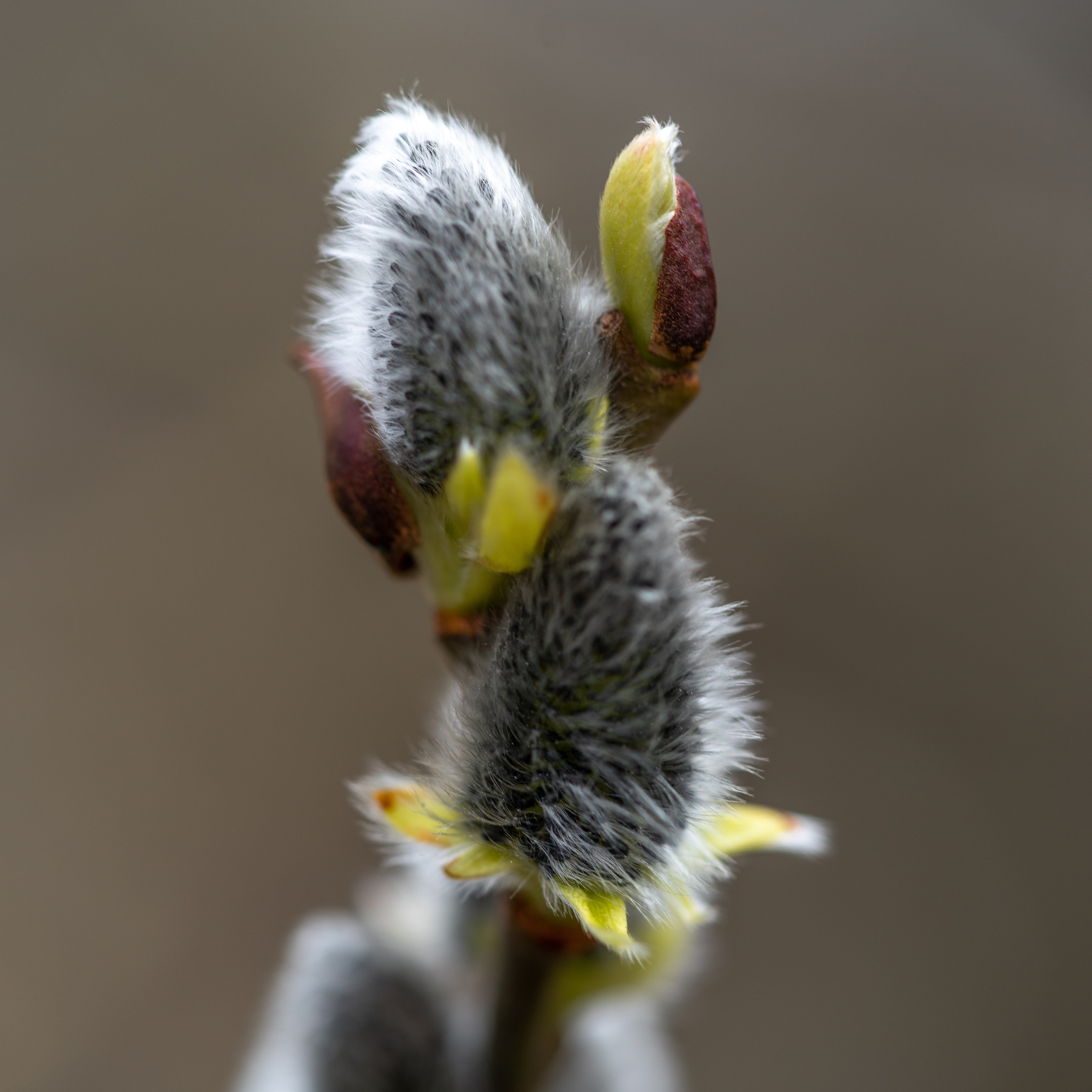 ПЕРЕДЕЛКИНО. ПОБУДЬ ЗДЕСЬ И ЦЕЛЕЕ БУДЕТ ЭТОТ МИР
