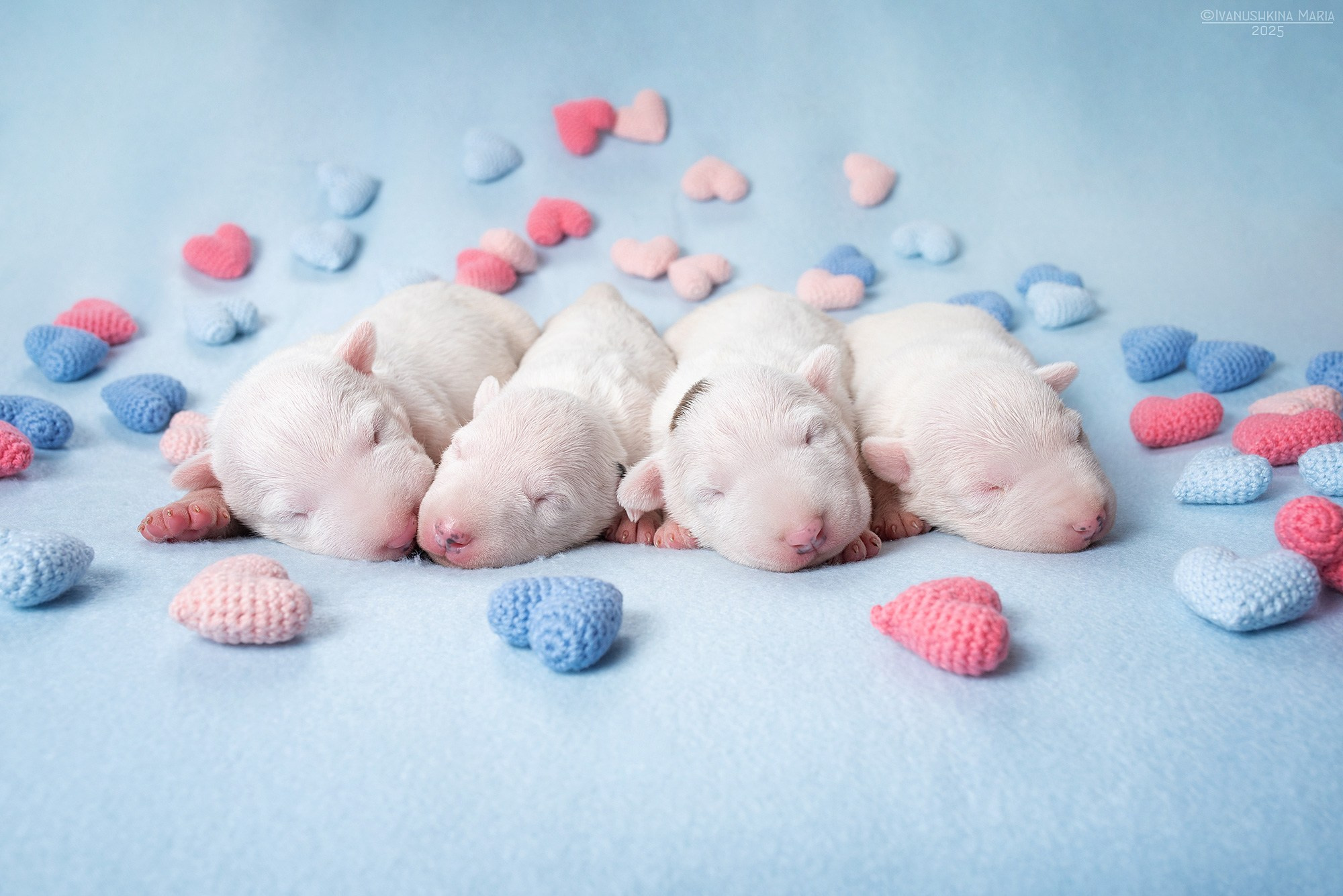 Ньюборн фотосессия щенков. Фотограф собак в Москве и Московской области Иванушкина Мария