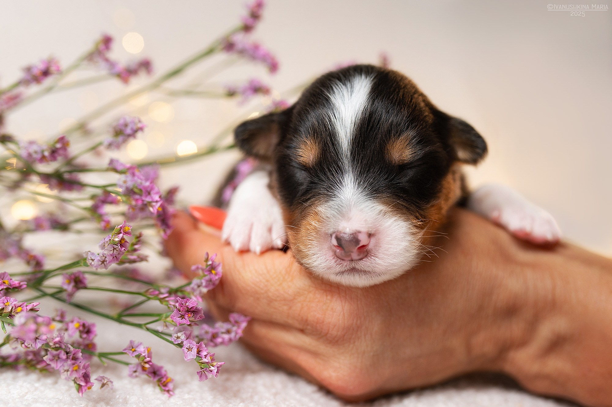 Ньюборн фотосессия щенков. Фотограф собак в Москве и Московской области Иванушкина Мария
