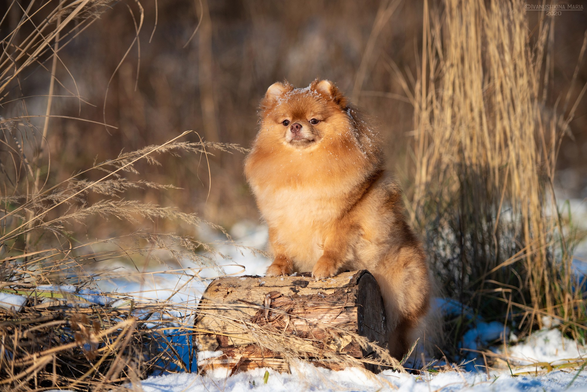 Фотограф-анималист. Фотограф собак в Москве и Московской области Иванушкина Мария