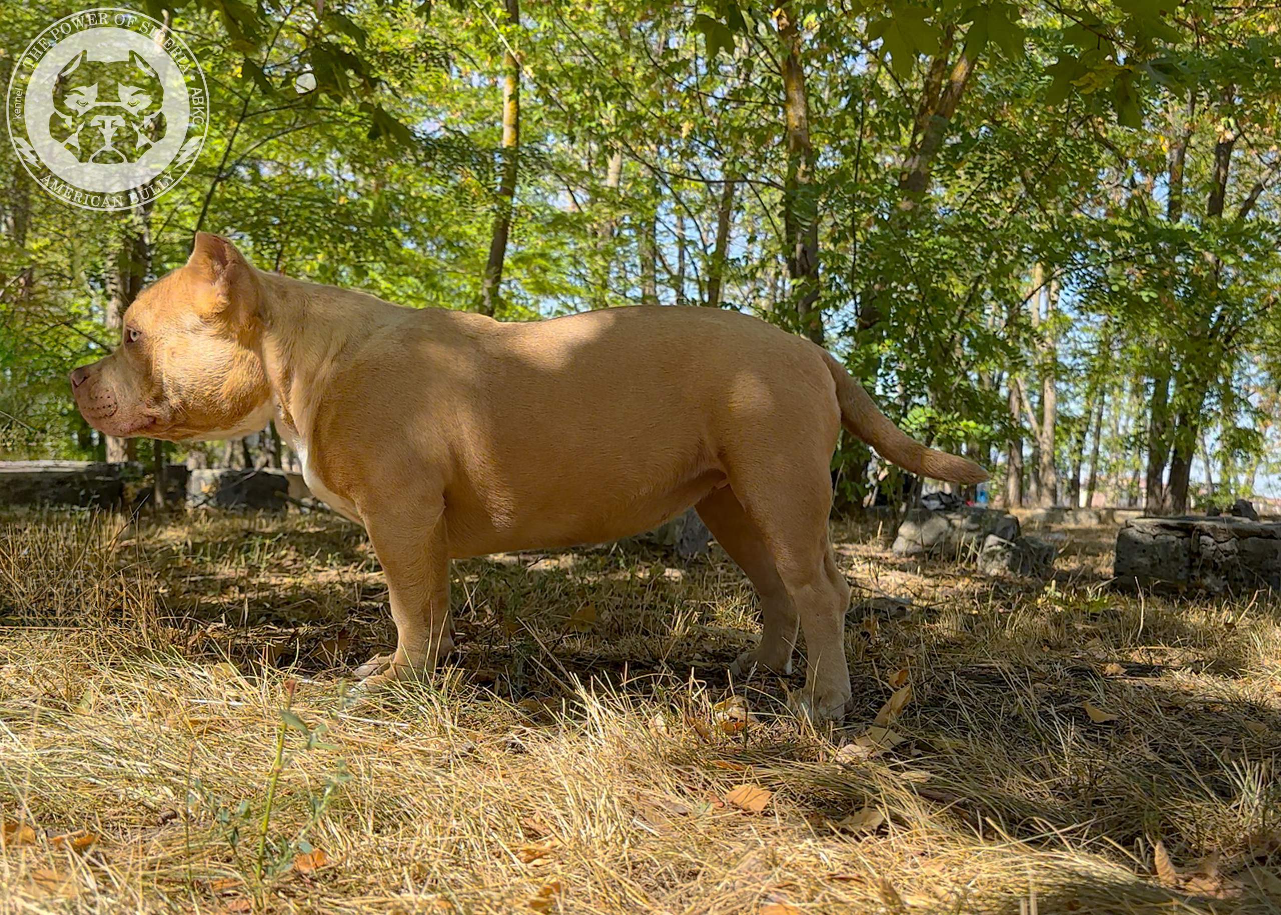 Помет Каспер и Тагира. 21.04.25. Американский Булли в г. Ростов-на-Дону. Питомник THE POWER OF SIBERIA