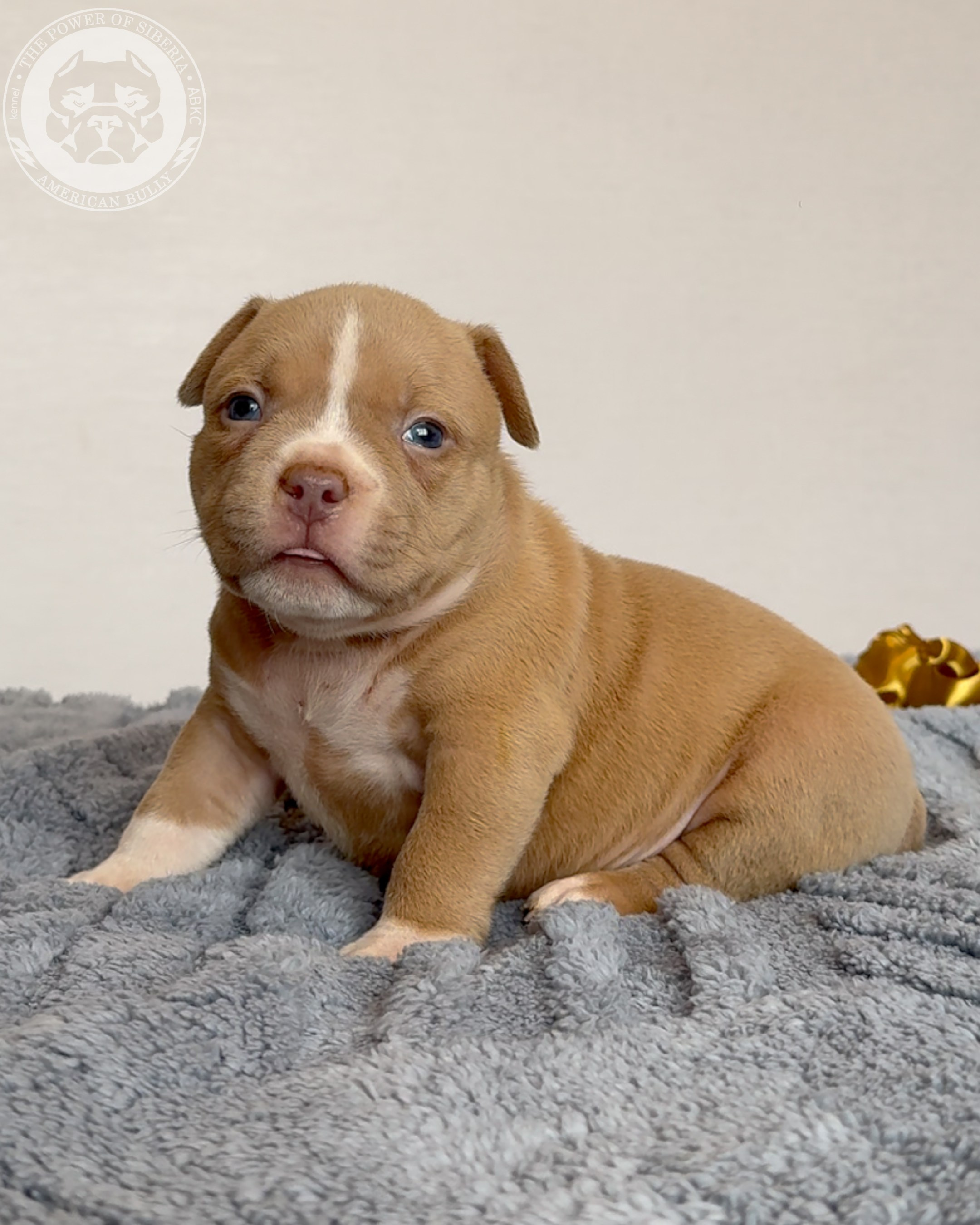 Свободные щенки Американский Булли стандарт и Свободные щенки Американский Булли классик. Американский Булли в г. Ростов-на-Дону. Питомник THE POWER OF SIBERIA