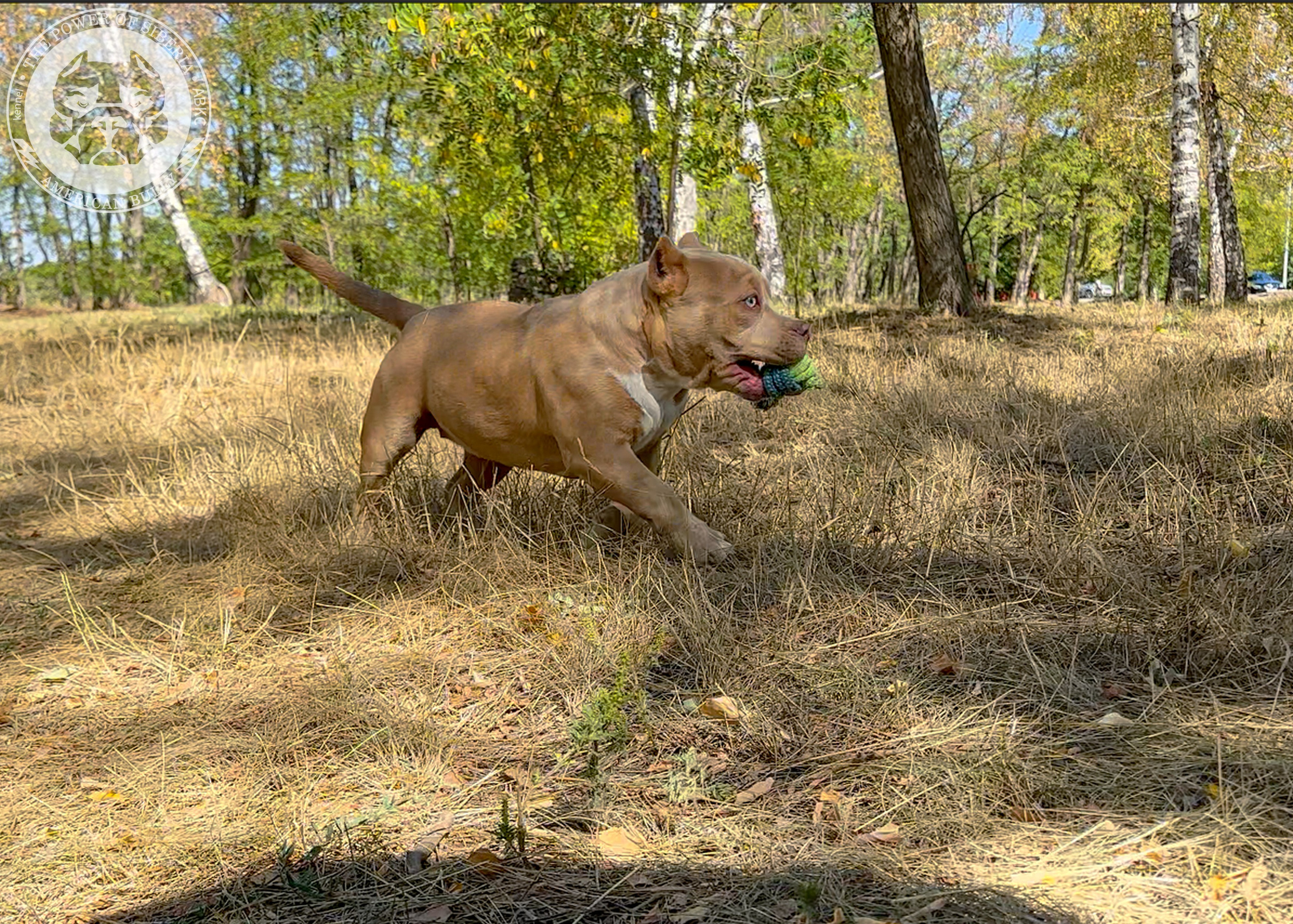 Помет Каспер и Тагира. 21.04.25. Американский Булли в г. Ростов-на-Дону. Питомник THE POWER OF SIBERIA