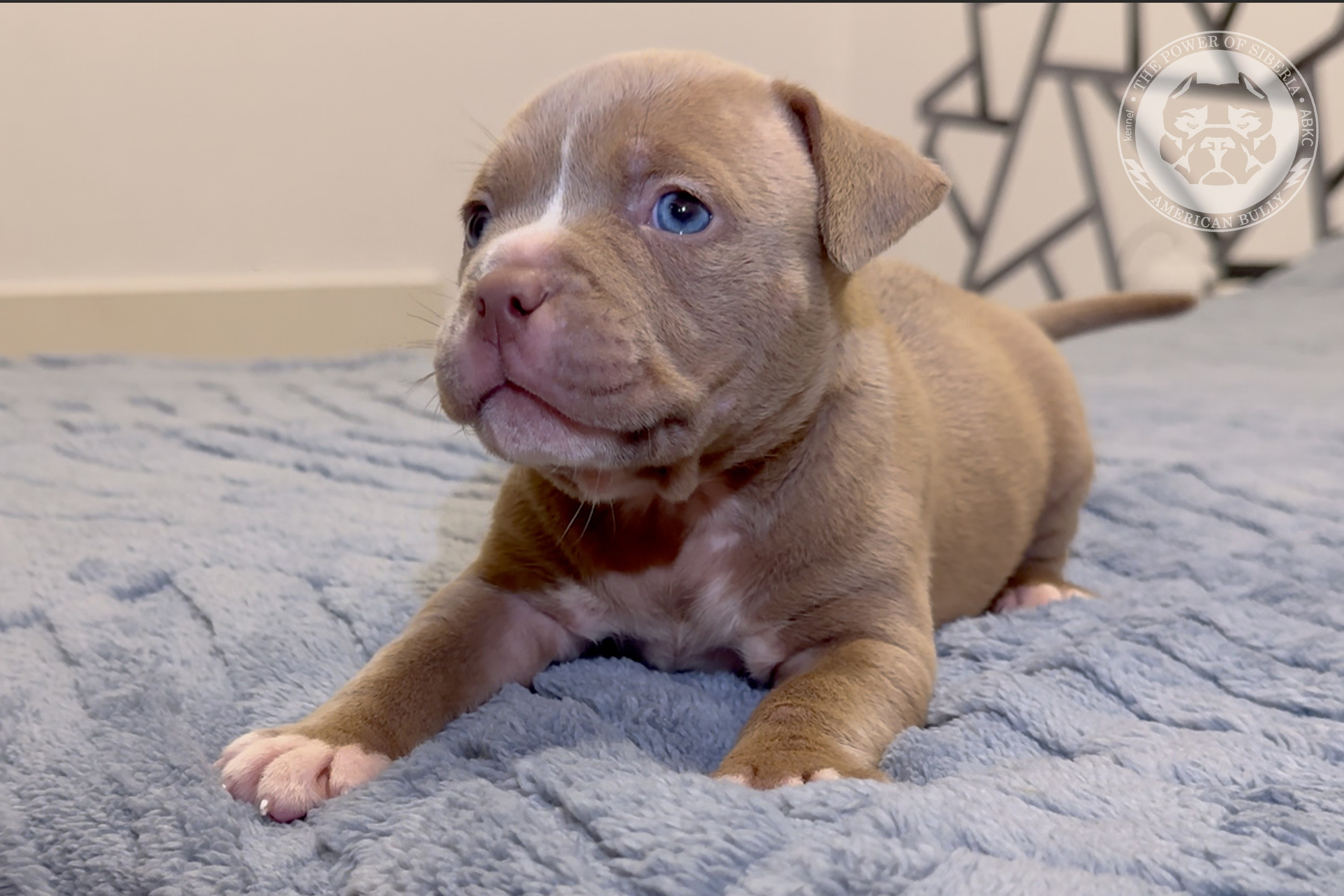 Свободные щенки Американский Булли стандарт и Свободные щенки Американский Булли классик. Американский Булли в г. Ростов-на-Дону. Питомник THE POWER OF SIBERIA