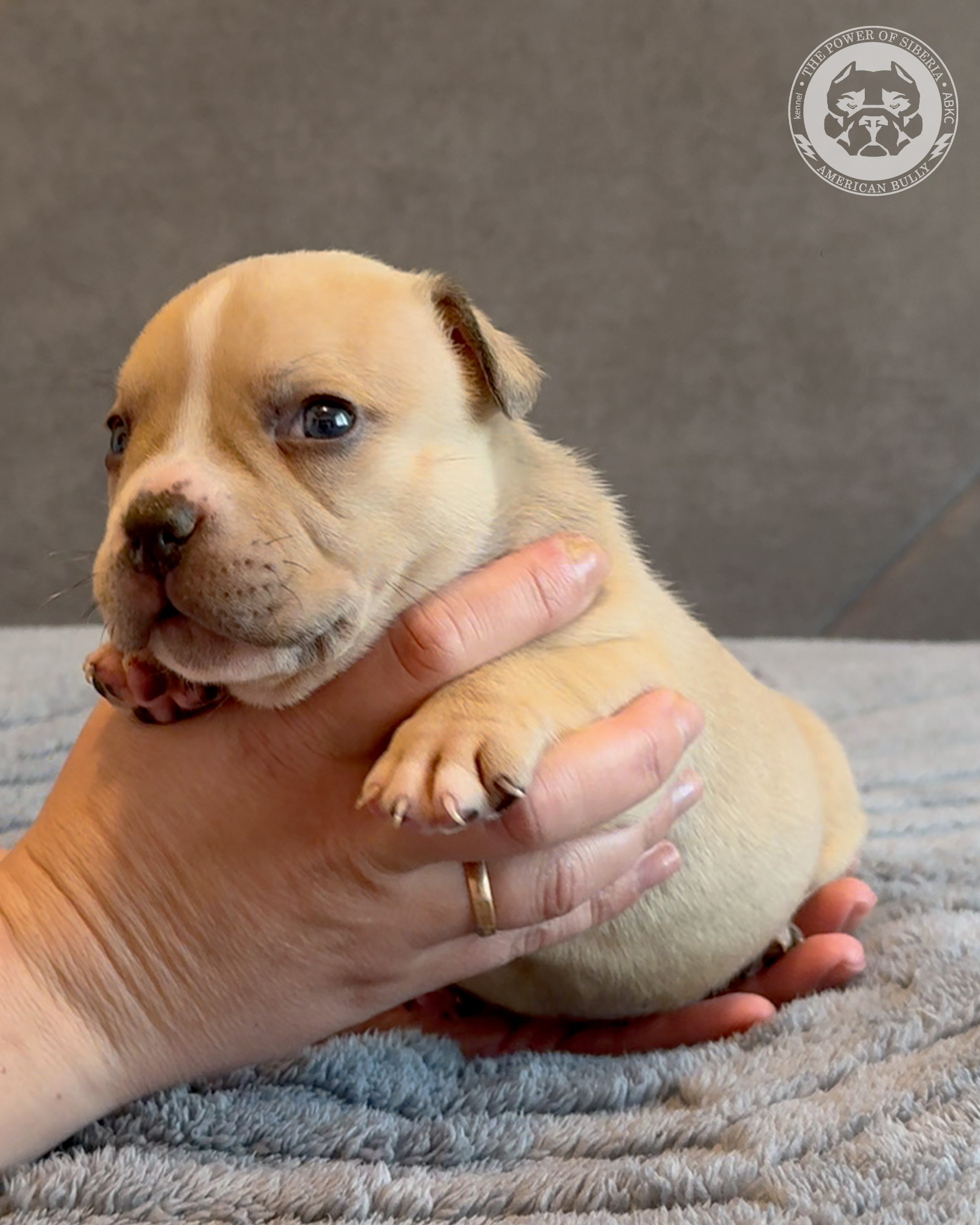 Свободные щенки Американский Булли, в типах покет, классик, стандарт. Американский Булли в г. Ростов-на-Дону. Питомник THE POWER OF SIBERIA