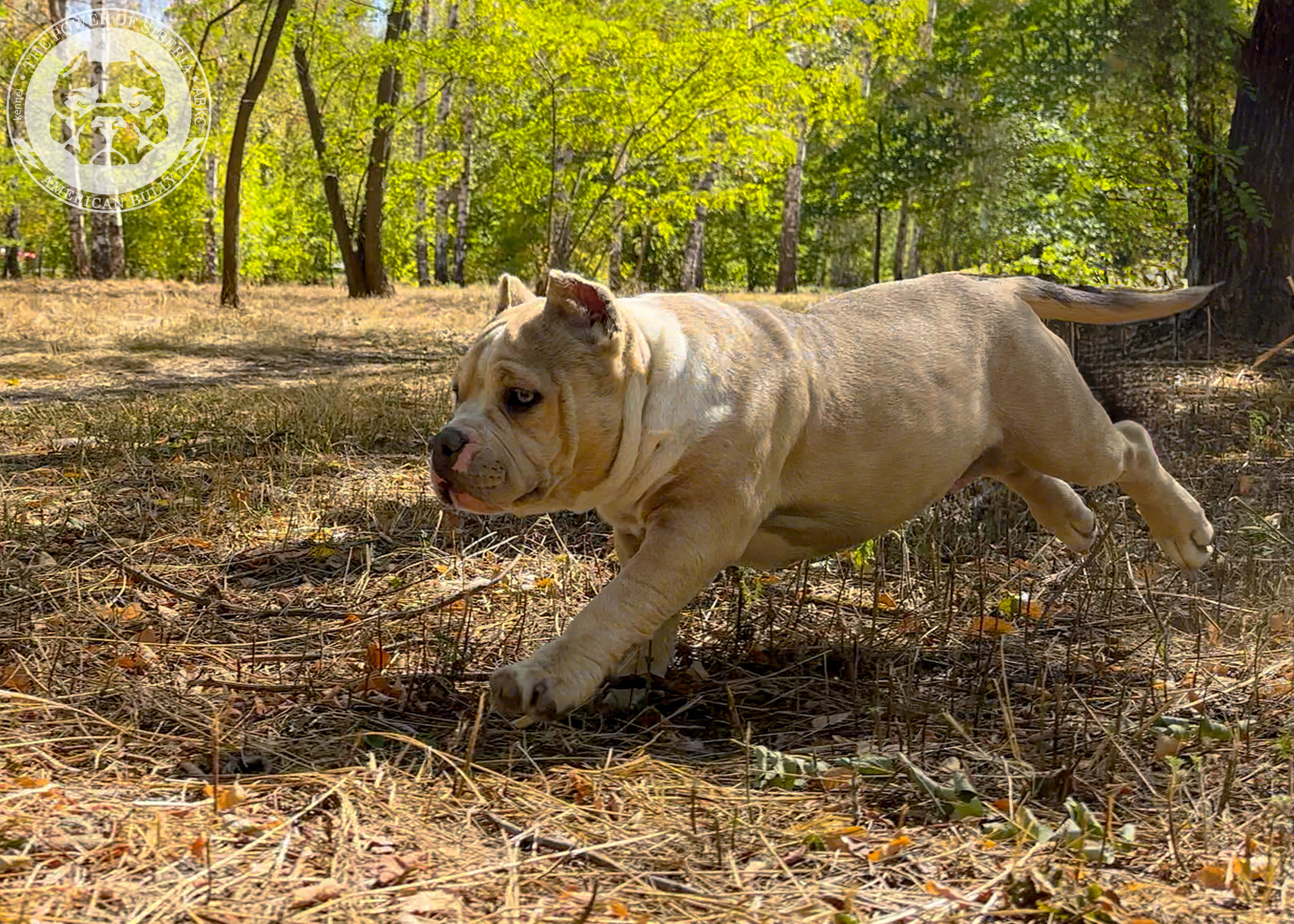 Помет Каспер и Тагира. 21.04.25. Американский Булли в г. Ростов-на-Дону. Питомник THE POWER OF SIBERIA